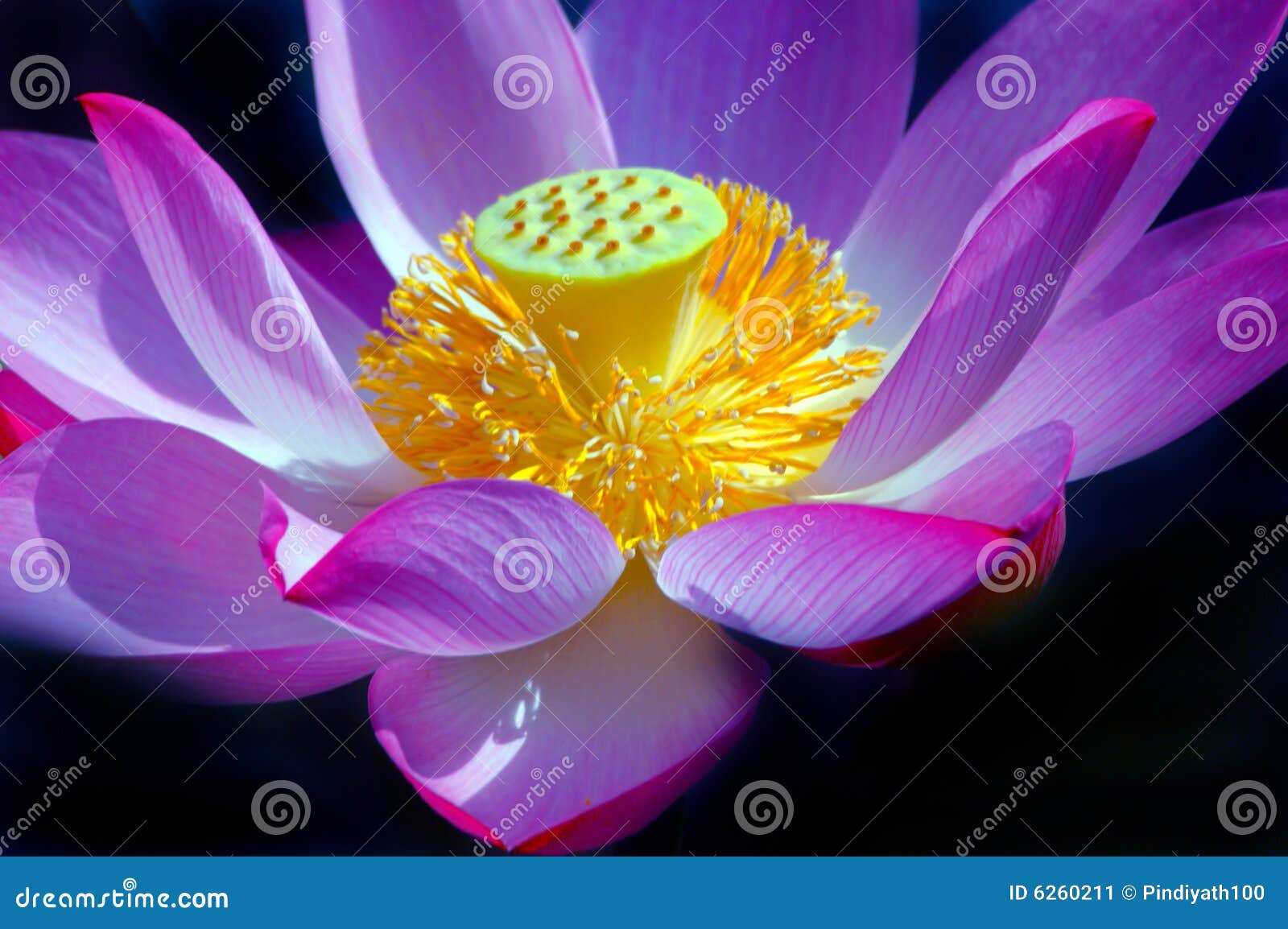 Beautiful Lotus Flower stock image. Image of botany, orient 6260211