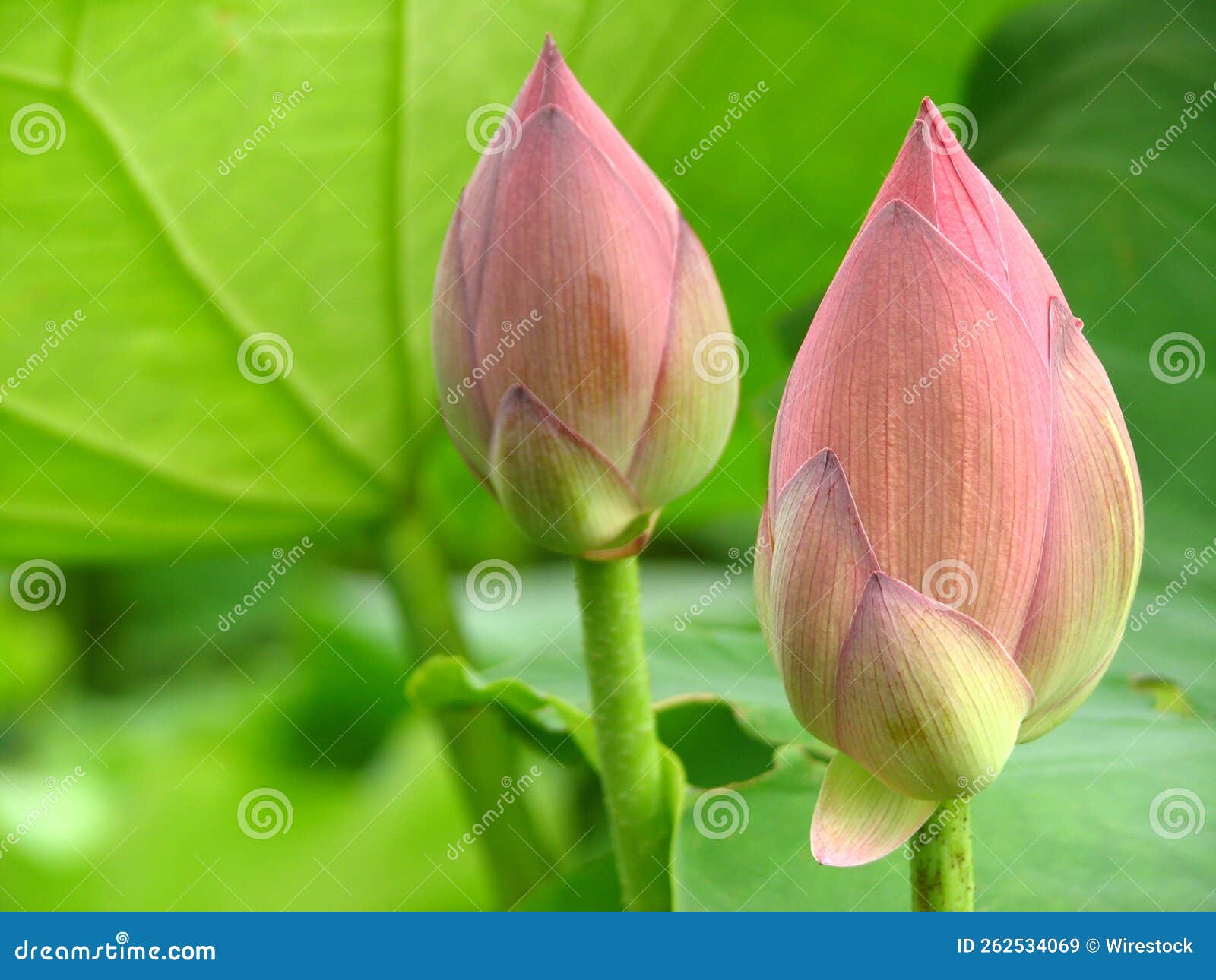 Beautiful Lotus Flower Buds in the Pond Stock Image Image of bloom