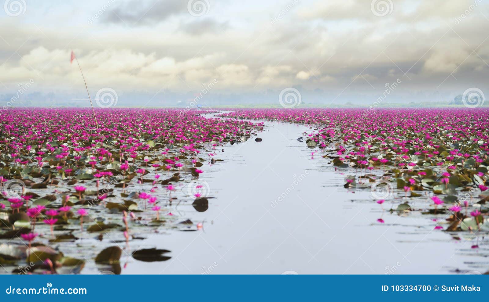 Beautiful Lotus Flower Field at the Red Lotus Stock Photo - Image of flower, park: 103334700