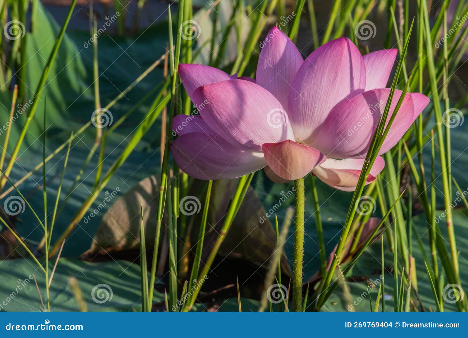 Beautiful lotus flower. stock photo. Image of lotus 269769404