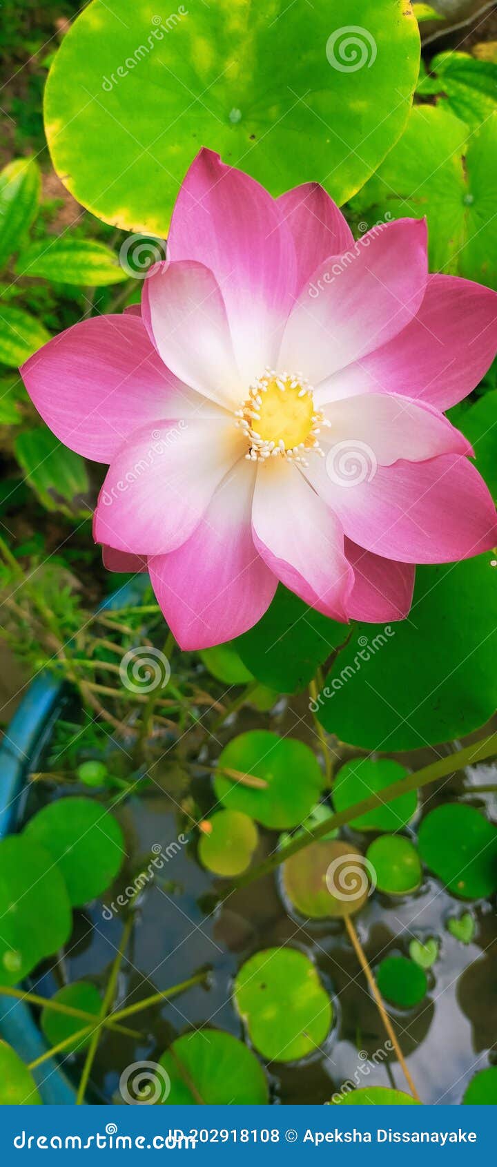 Beautiful Lotus Flower of Water Stock Photo Image of petal, yellow