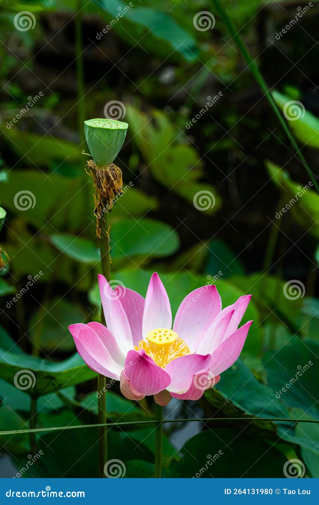 A Beautiful Lotus in the Garden Stock Photo Image of beautiful, green