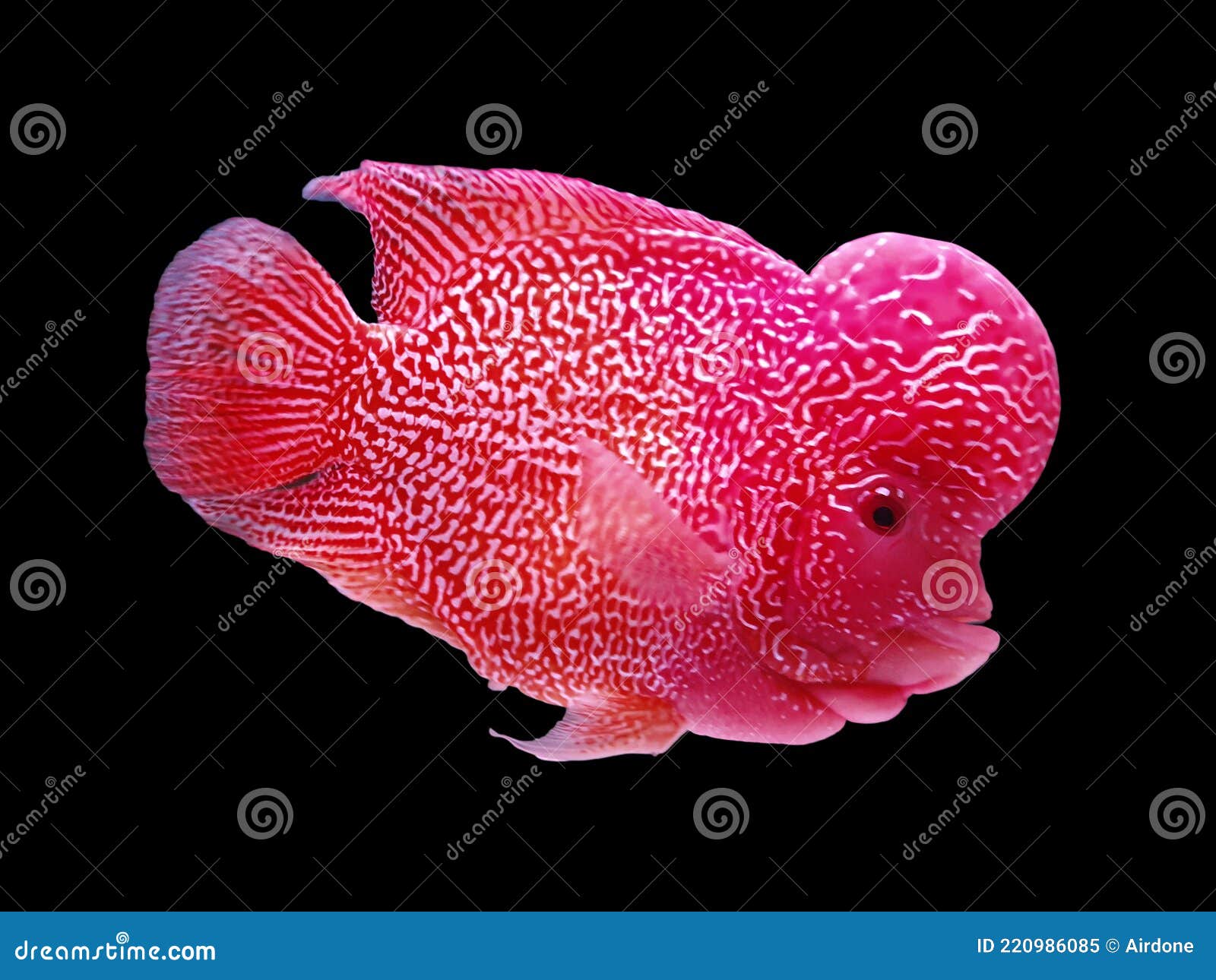 exotic pet fish