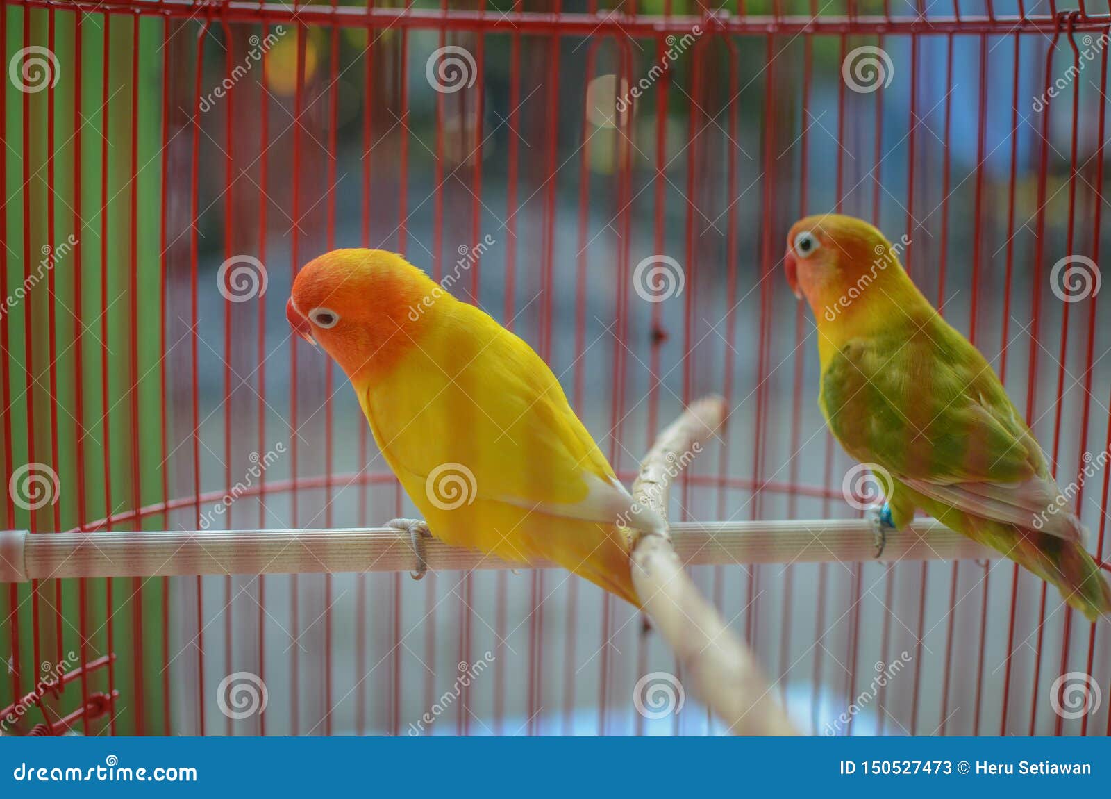 281 Lovebird Talking Photos Free Royalty Free Stock Photos From Dreamstime 281 Lovebird Talking Photos Free Royalty Free Stock Photos From Dreamstime