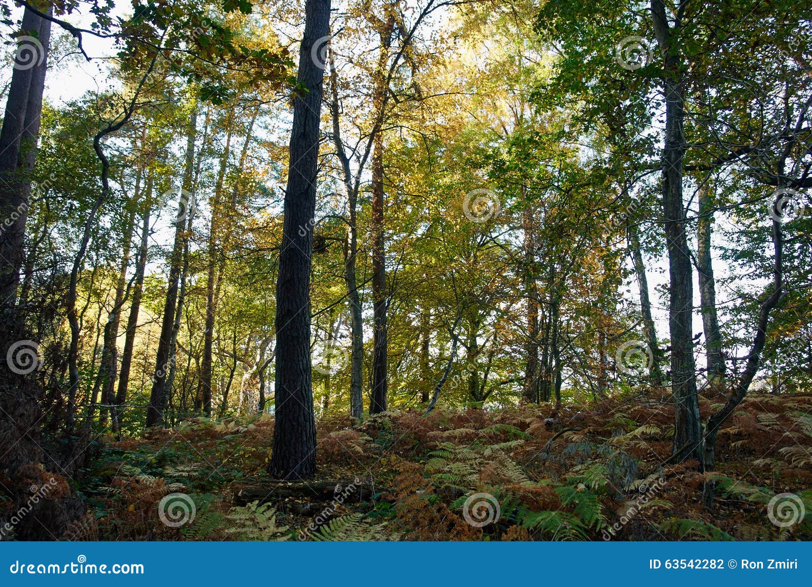 Beautiful Lush Green Forest Stock Photo Image of foliage, growth