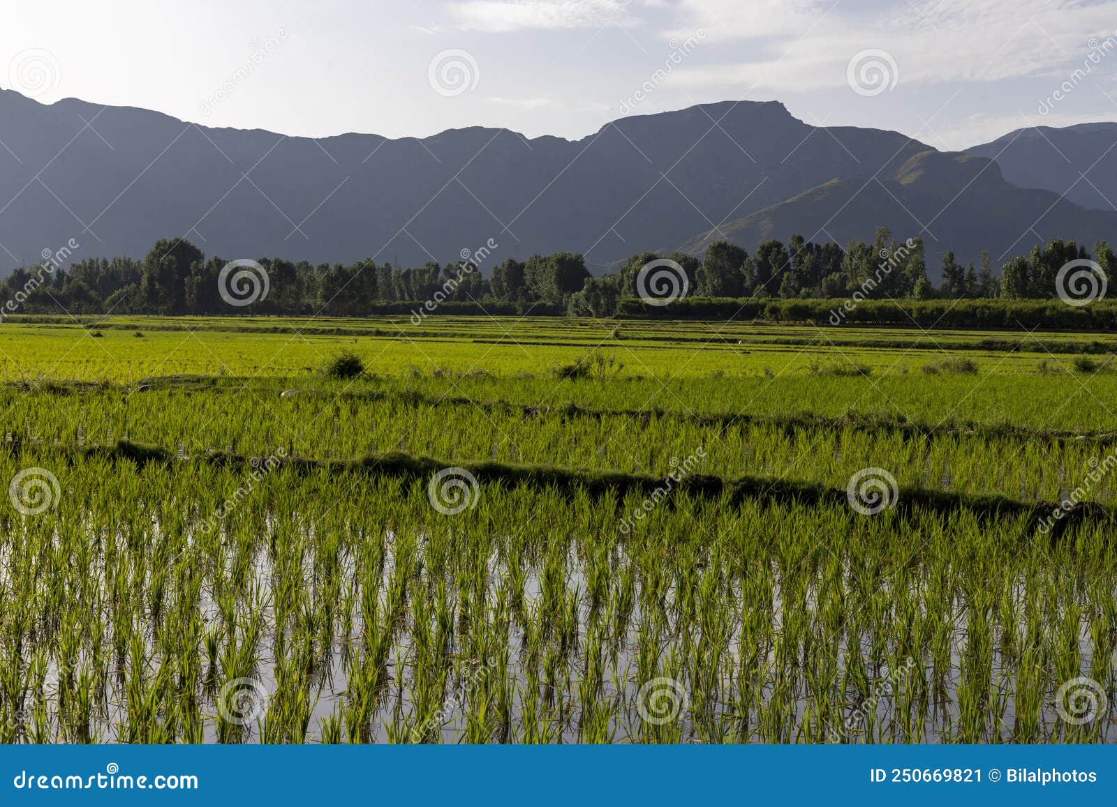 beautiful lush green view of rice fields in the swat valley, khyber pakthunkhwa, pakistan
