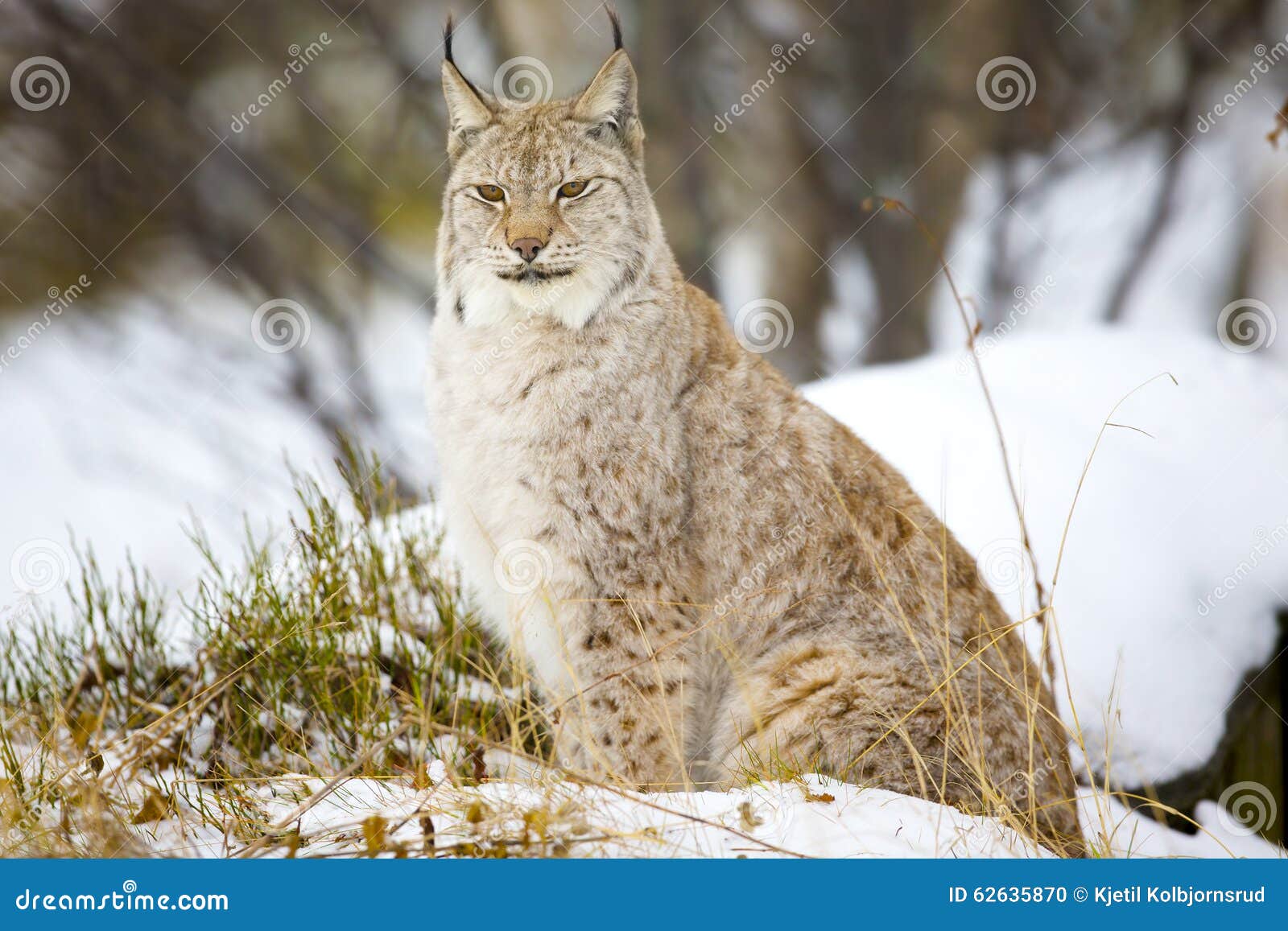 Beautiful Lynx Cat Sitting in the Winter Forest Stock Photo - Image of ...