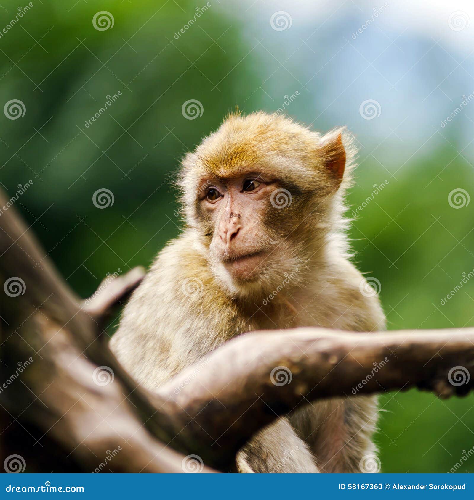 beautiful macaco monkeys in the forest