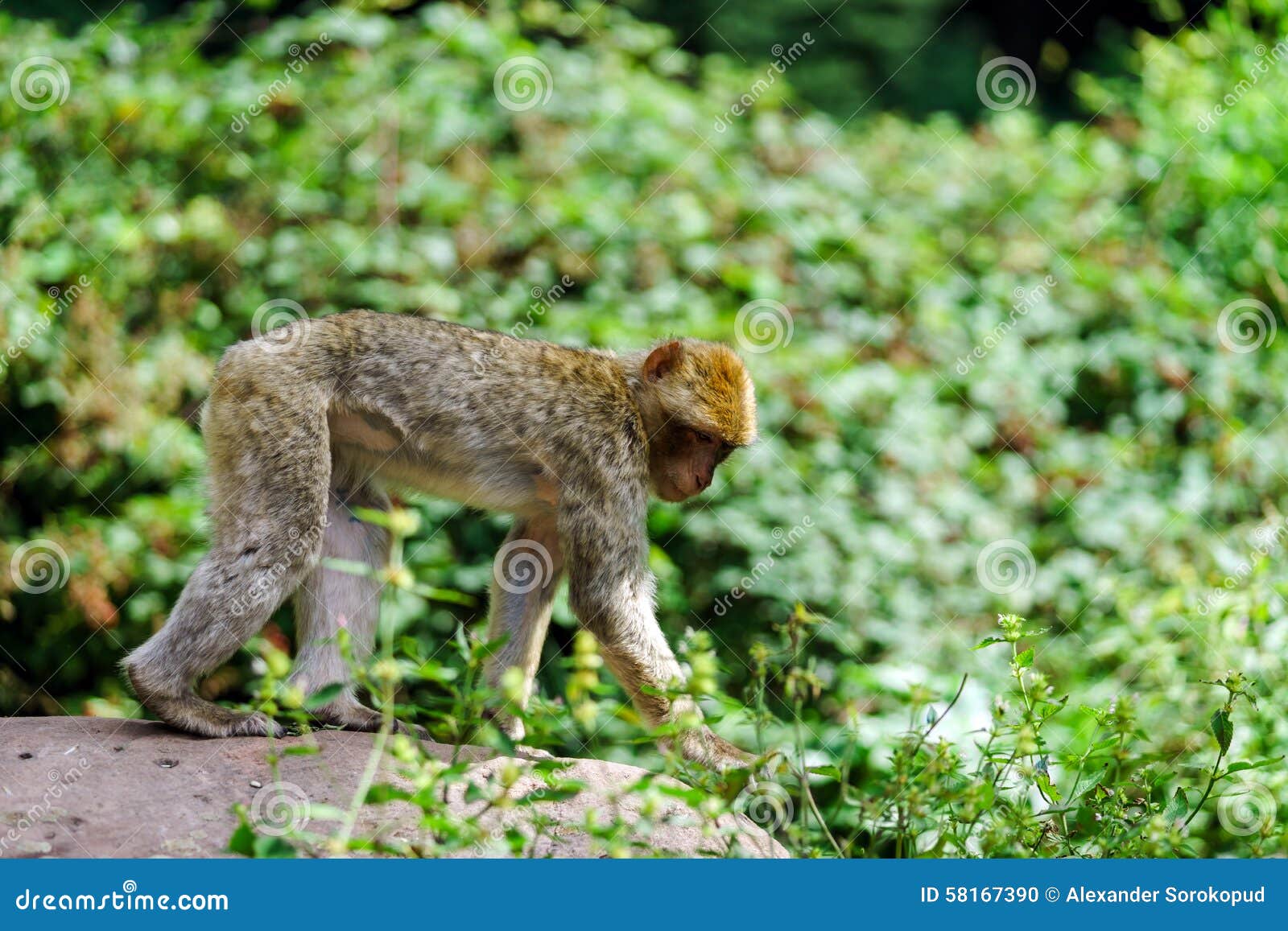 beautiful macaco monkeys in the forest