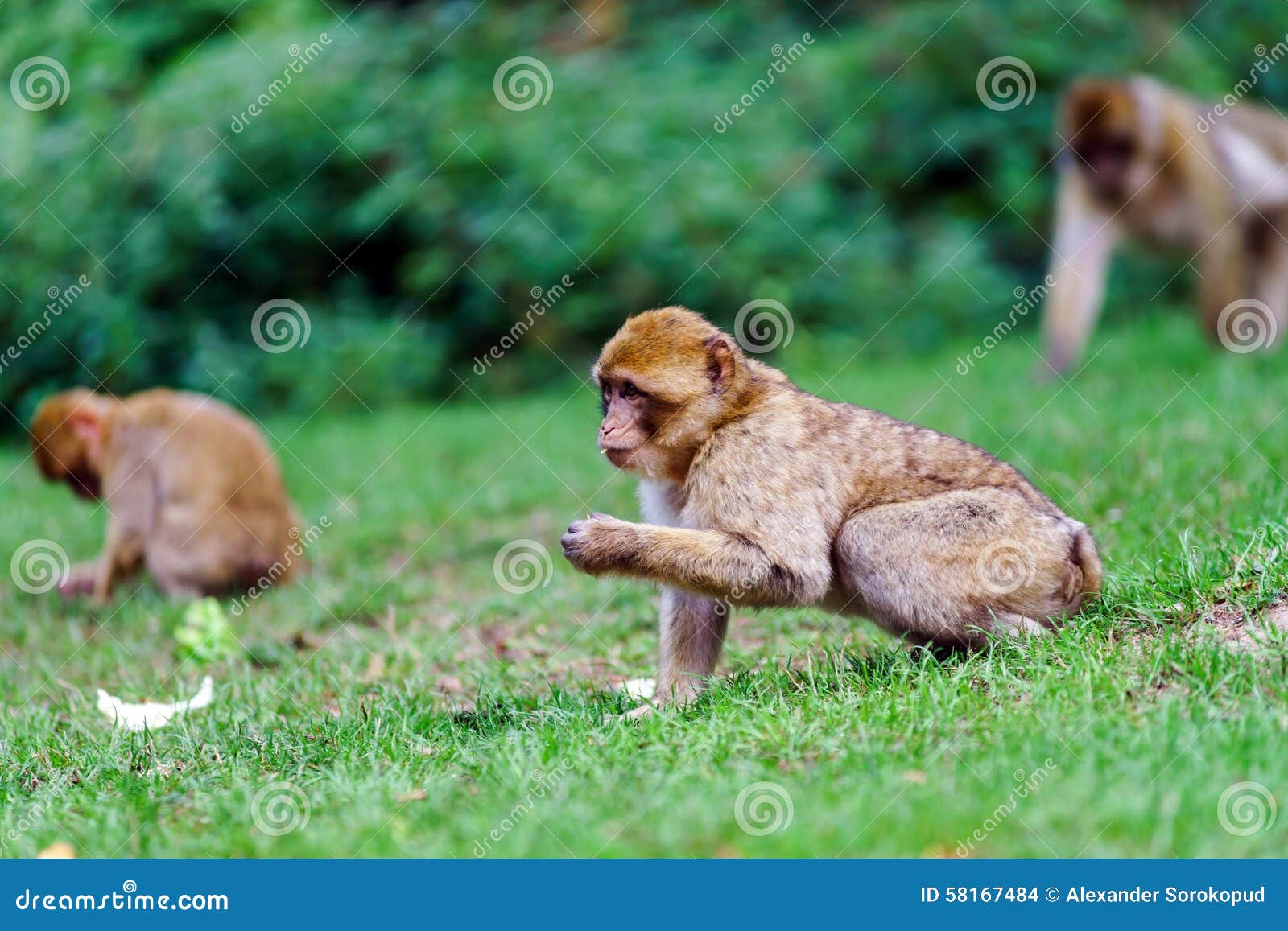 beautiful macaco monkeys in the forest