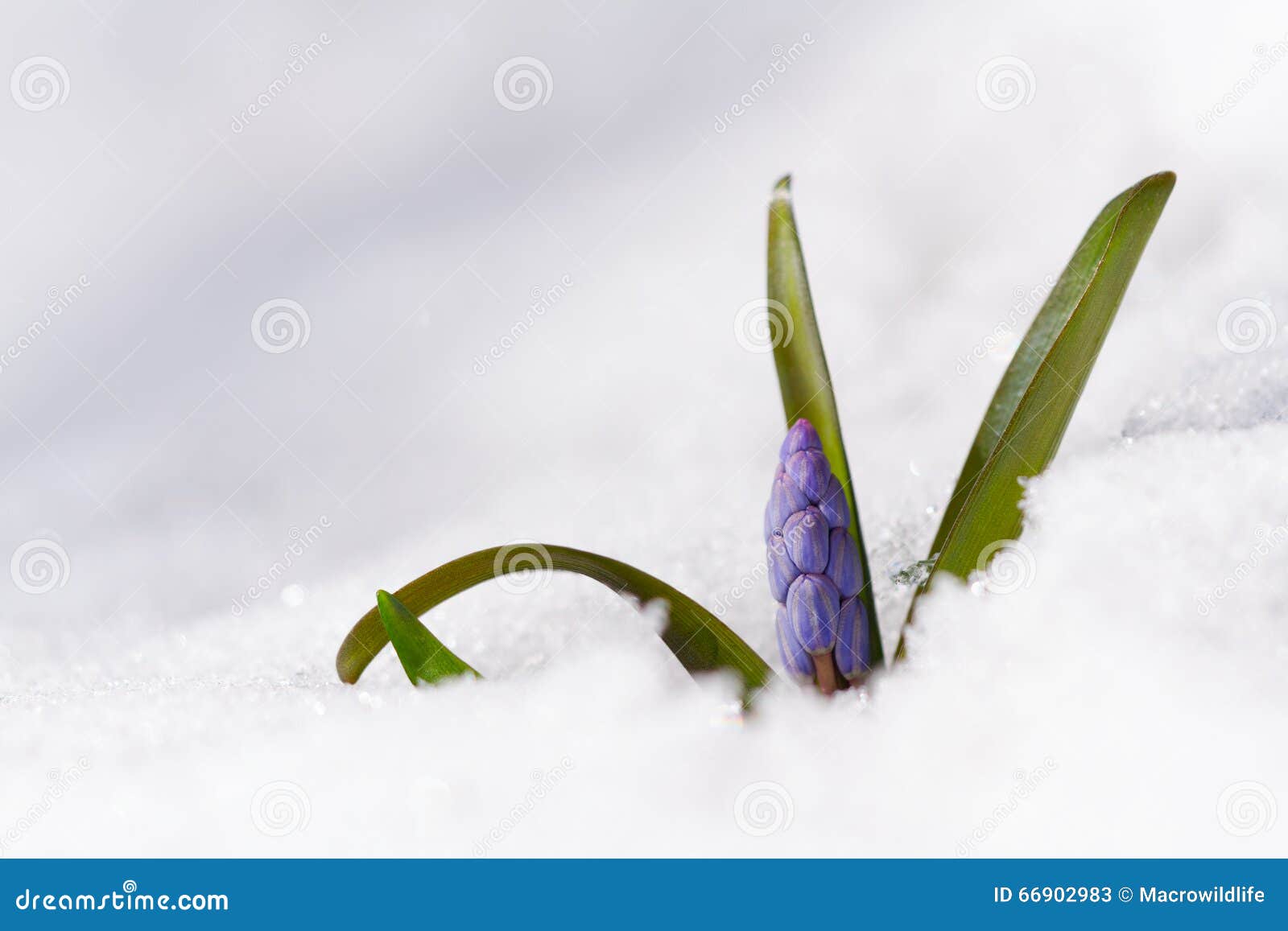 beautiful macro photo of wildgrowing scilla on snow
