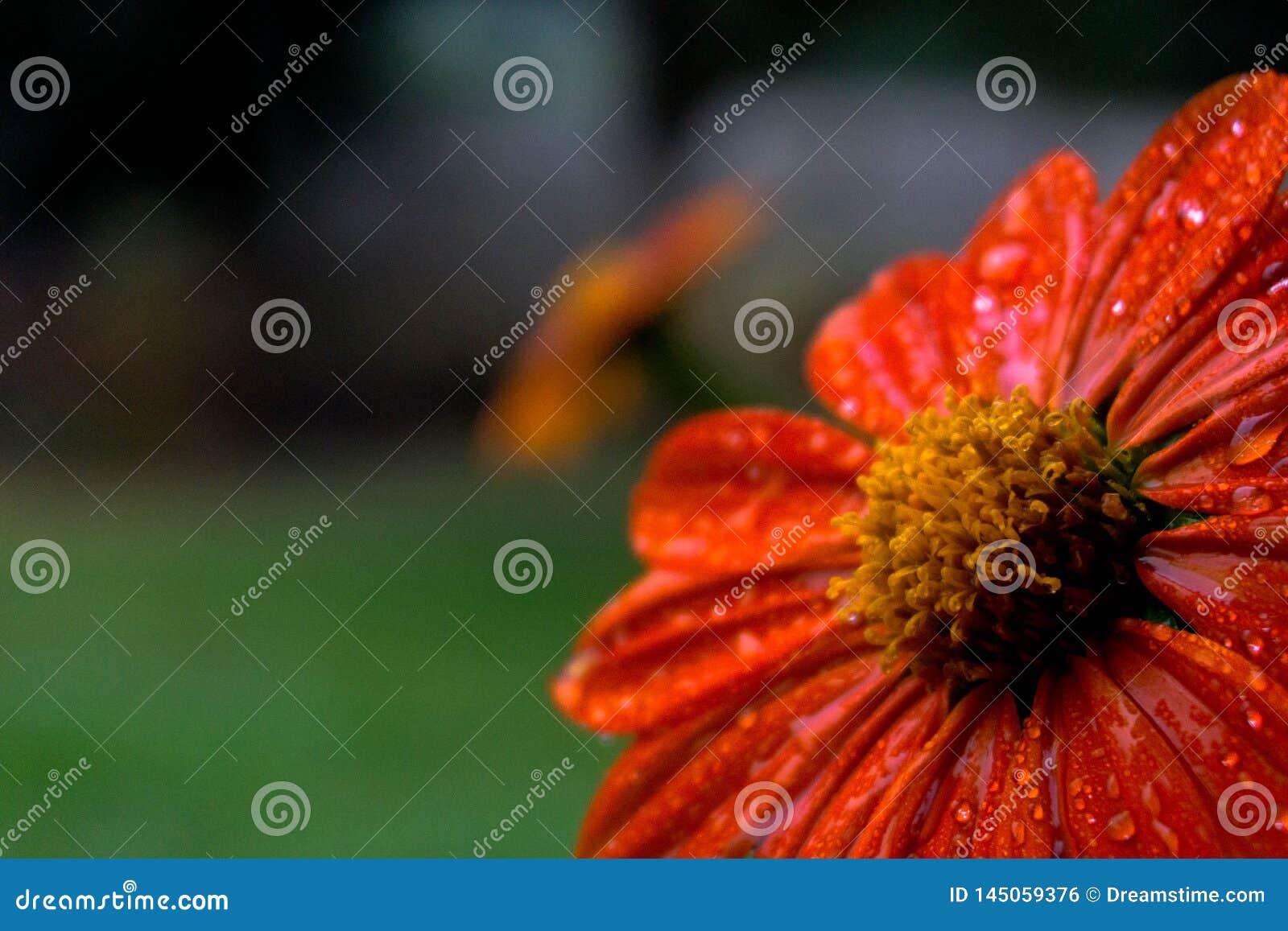 macro photograph of an orange flower