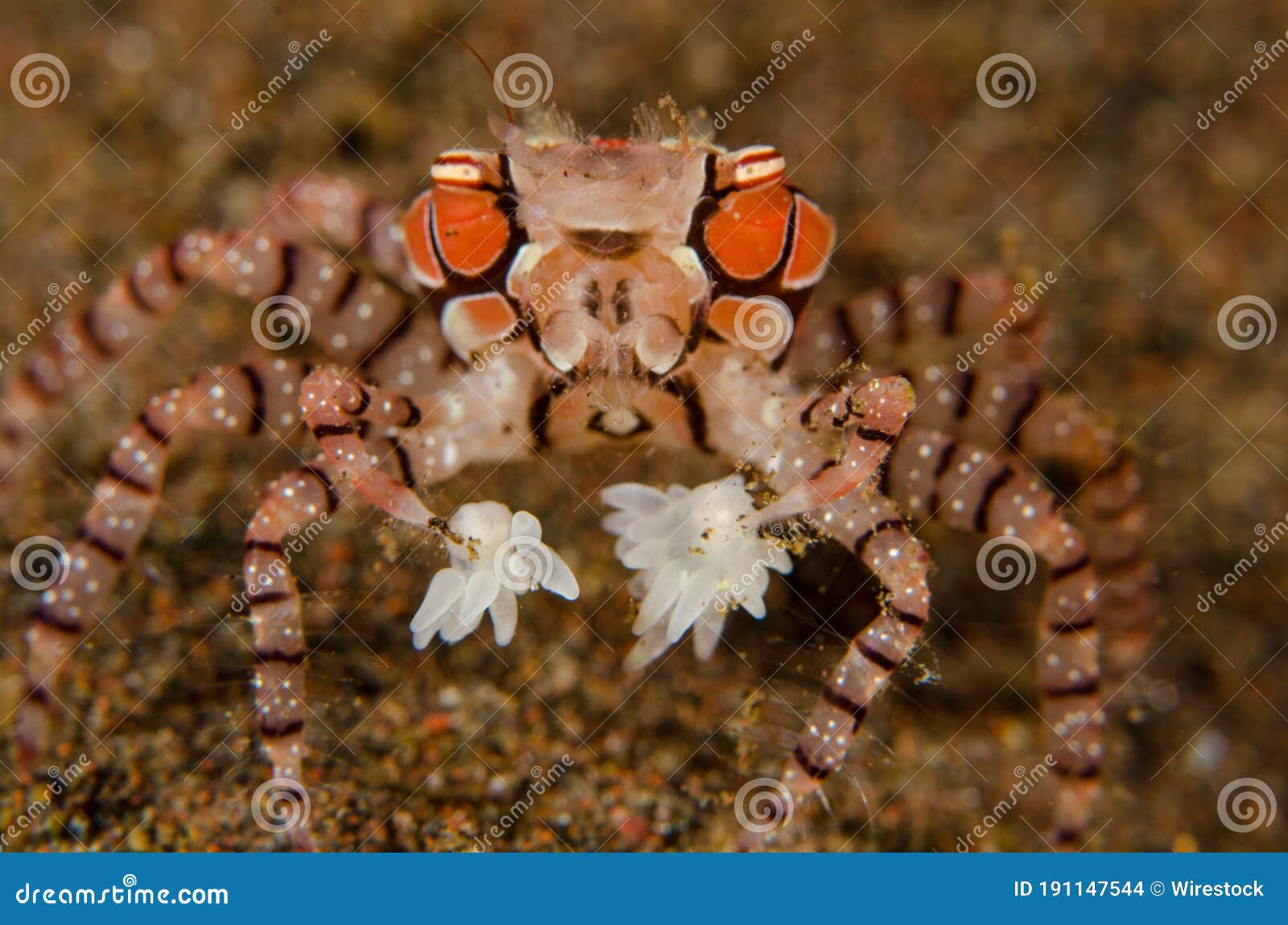 beautiful macro shot of a crab lybia tessellata under the water