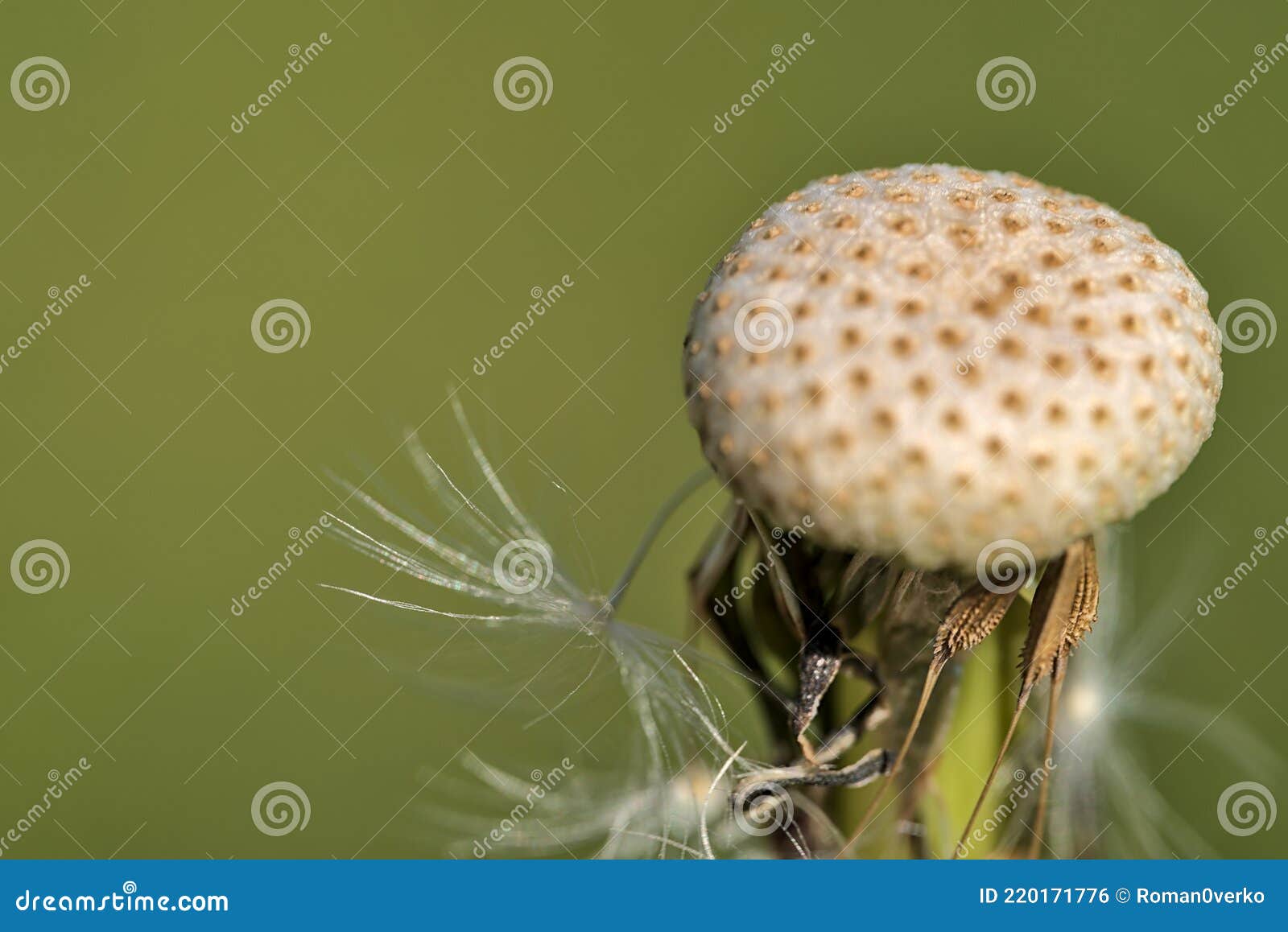 beautiful macro view of spring dandelion flower taraxacum officinale puff ball without soft and fluffy seeds, dublin, ireland