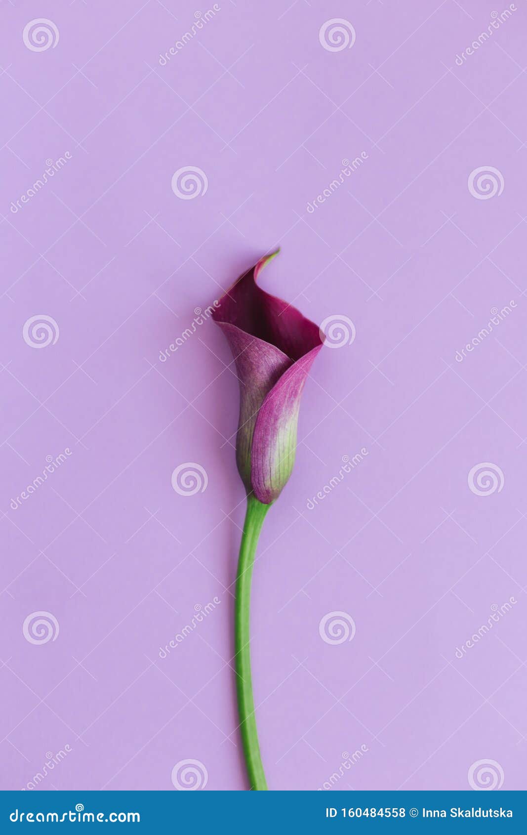 Beautiful Magenta Calla Lily on Pastel Purple Background. Flat Lay ...