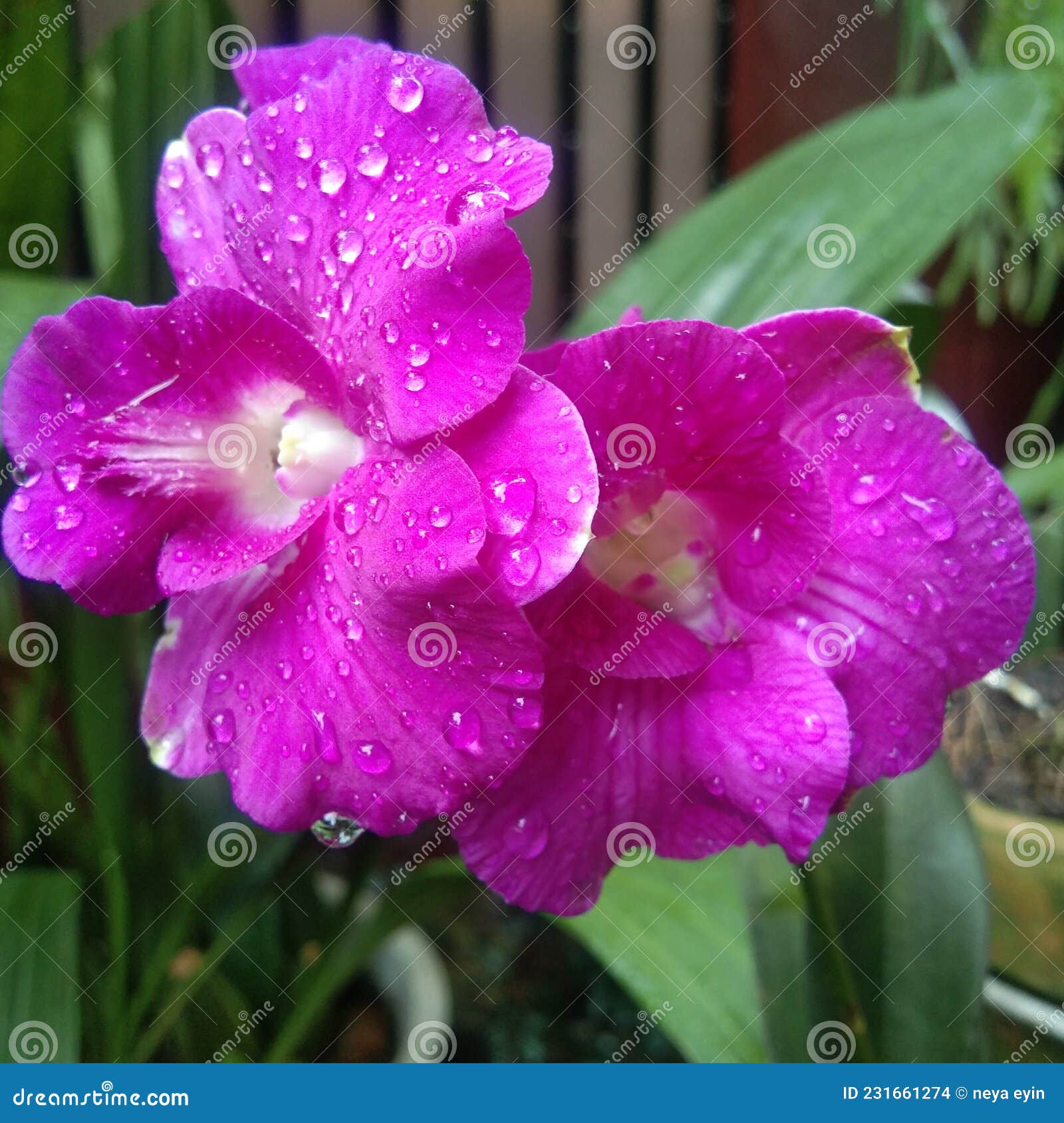 Beautiful Magenta or Purple Orchid Stock Photo Image of purple, pink