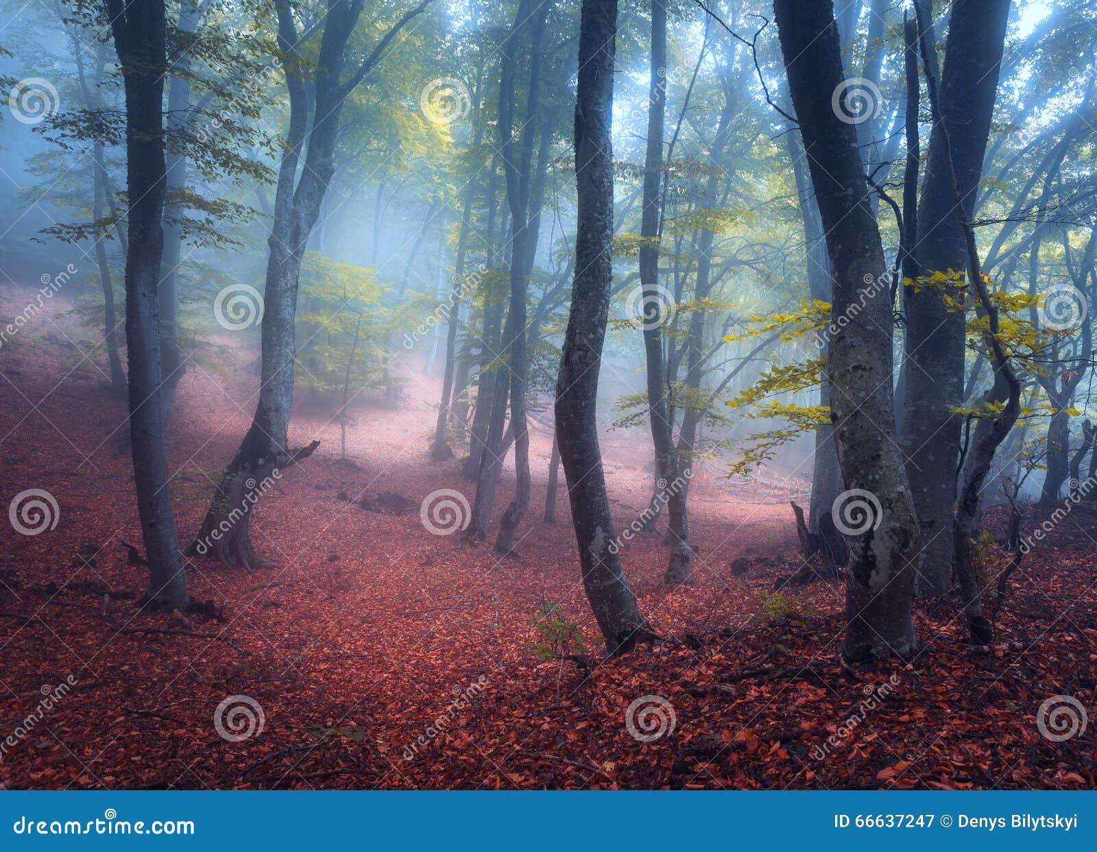 beautiful magic forest in fog in autumn. mysterious wood. fairytale