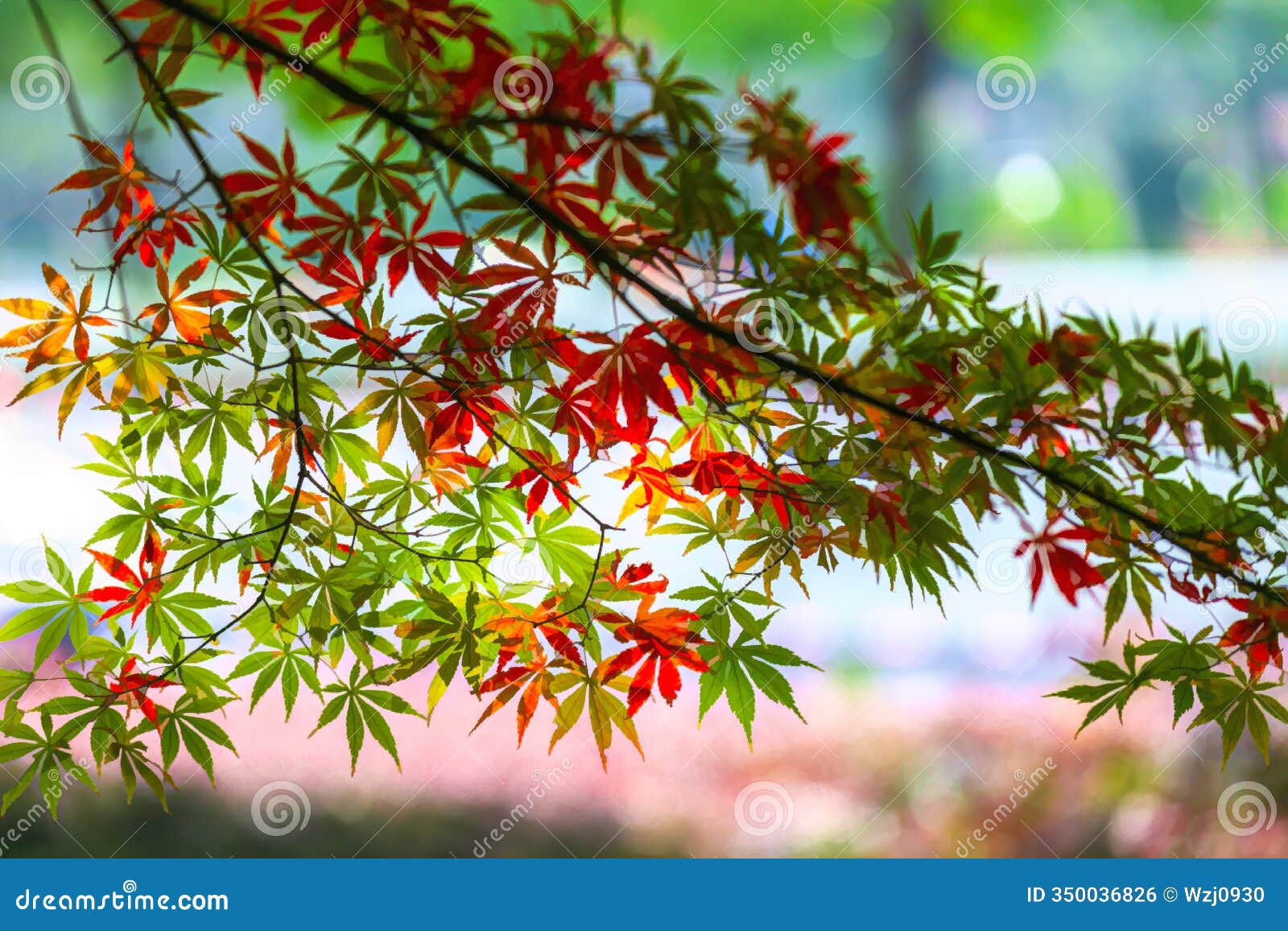 magic red maple leaves in autumn
