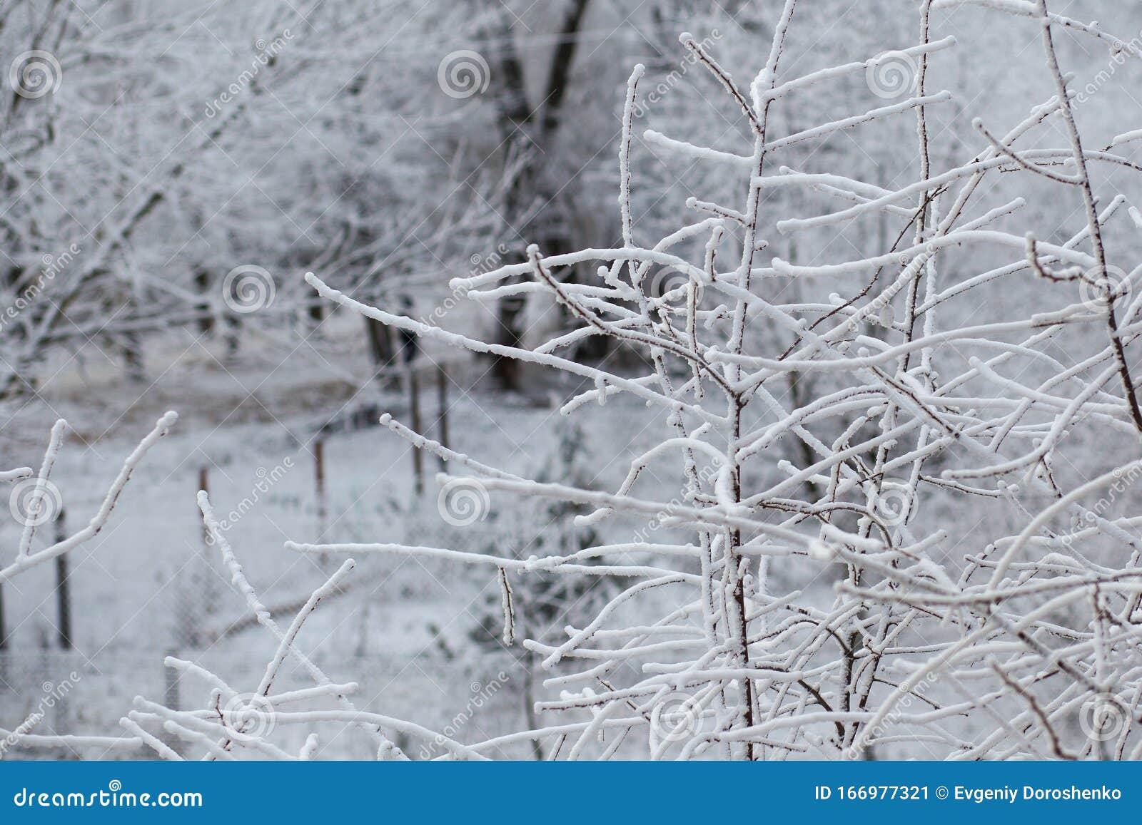 Beautiful Branches Of Cherry Tree Covered With Even Layer Of White Fluffy Snow Stock Image Image Of December Hoarfrost