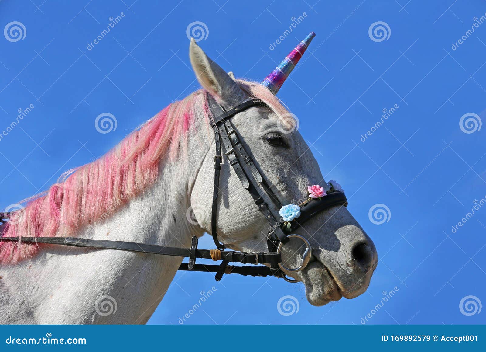 Beautiful Magical Unicorn Horse Realistic Photography Stock Image ...