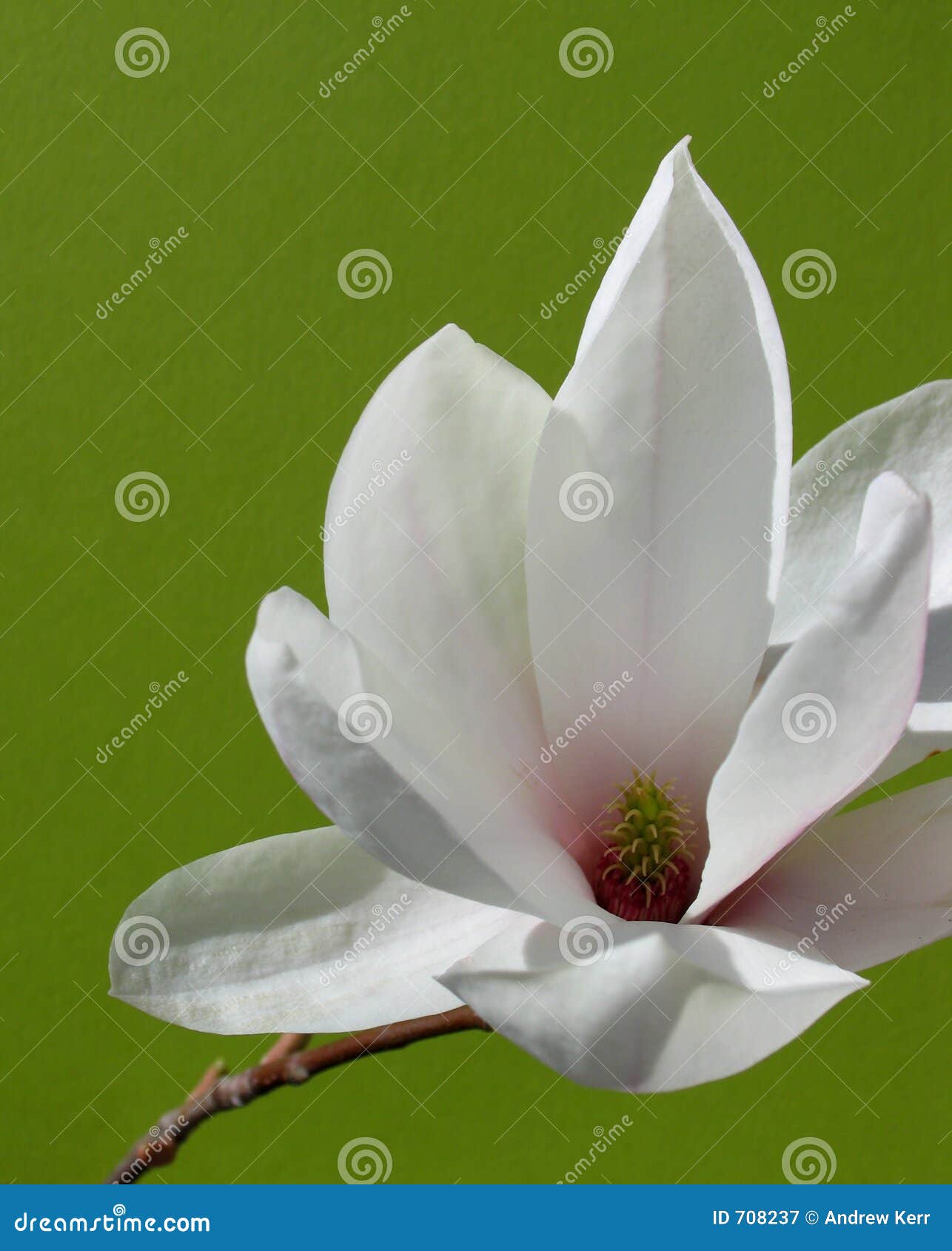 beautiful magnolia flower