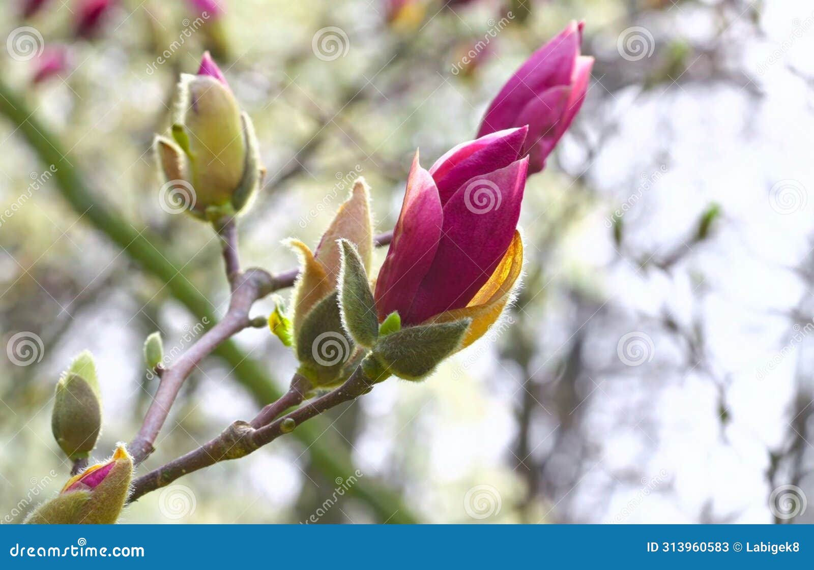 outdoor shot. beautiful magnolia (magnolia liliiflora) blossoms.