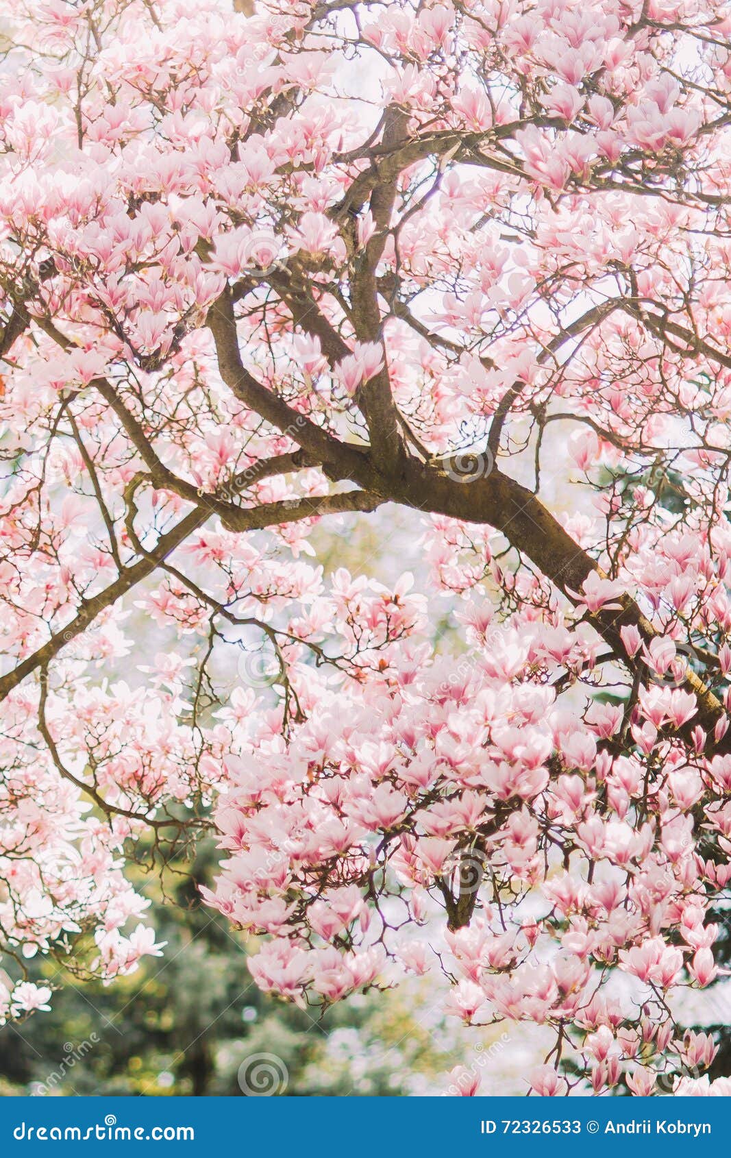 Beautiful Magnolia Tree in Bloom with Tender Pink Flowers Stock Image