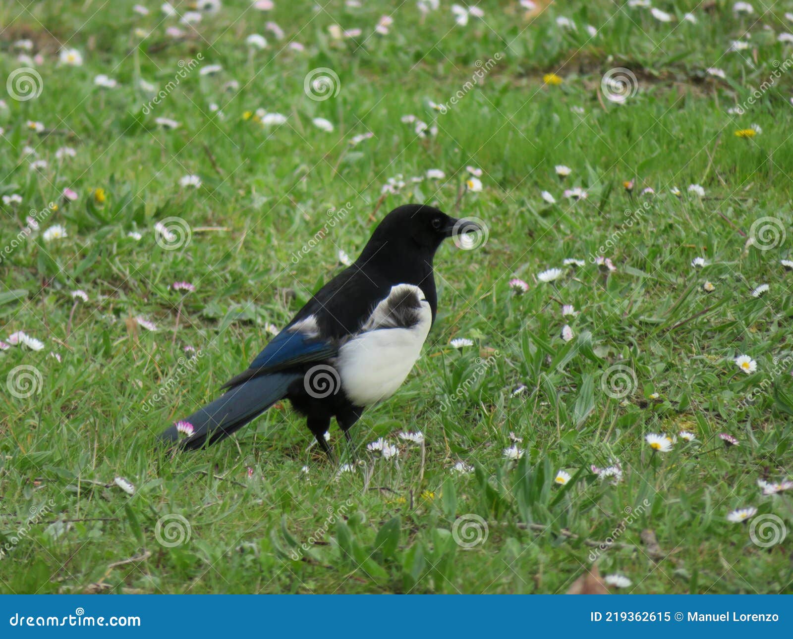 beautiful magpie black white bird flight animal beak