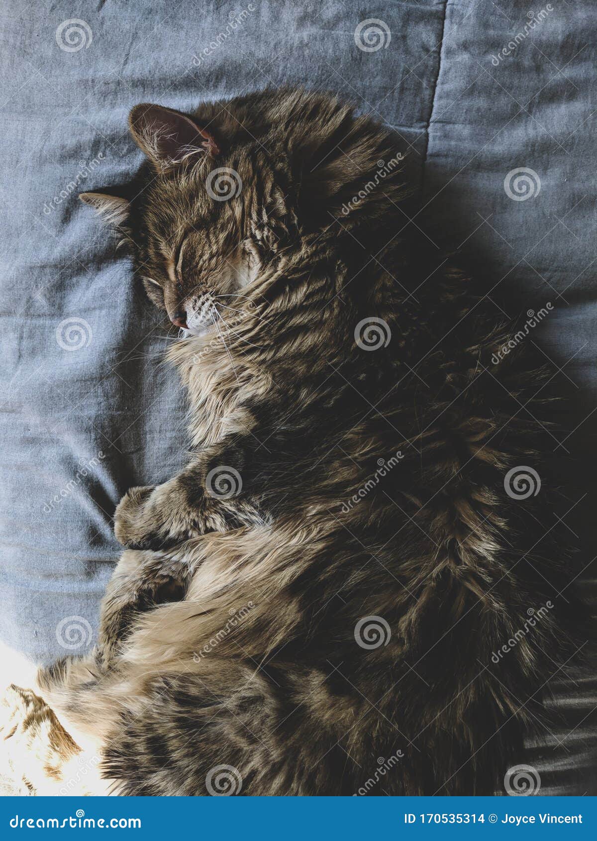 Beautiful Maine Coon Cat Sleeping Stock Photo Image of sleep, maine