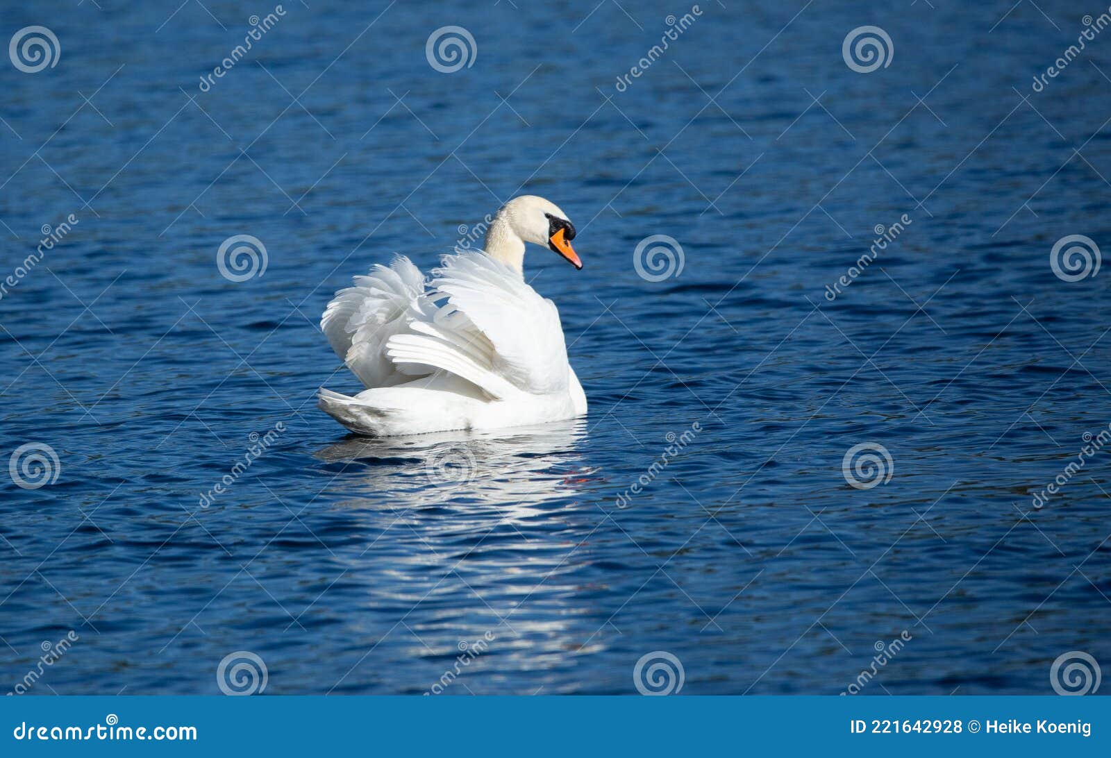 Beautiful Majestic Mute Drying Its Feathers Stock Photo - Image of ...