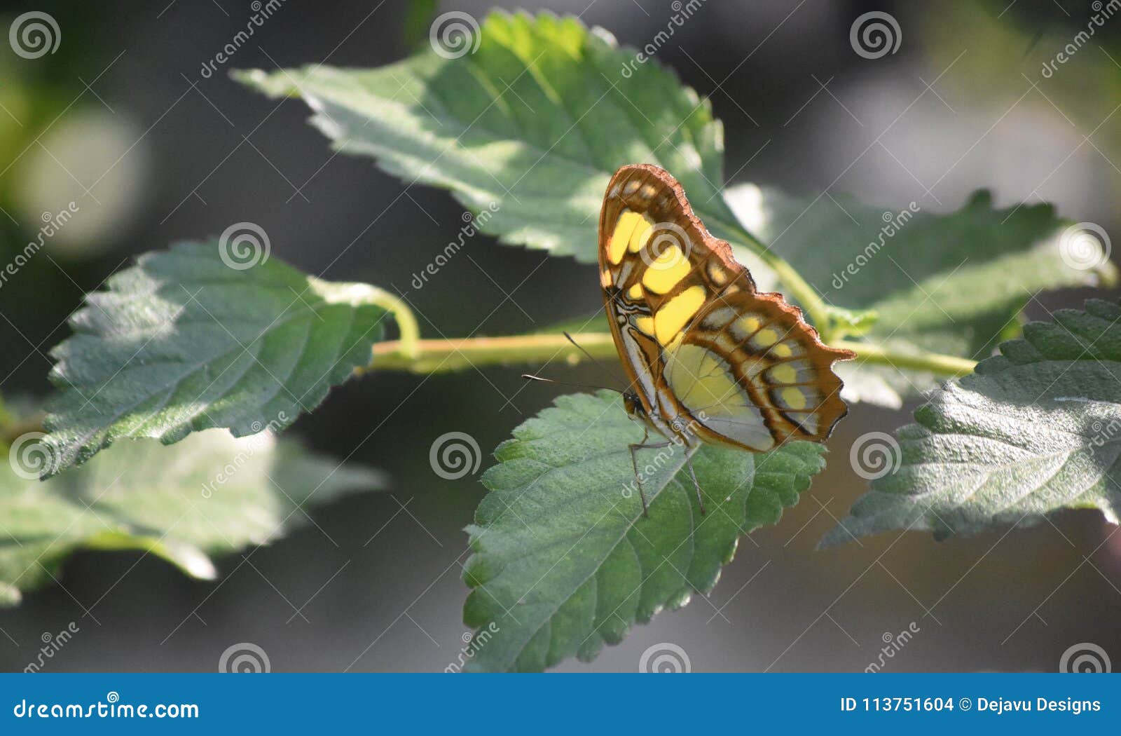 sun shining on the wings of a malachite butterfly