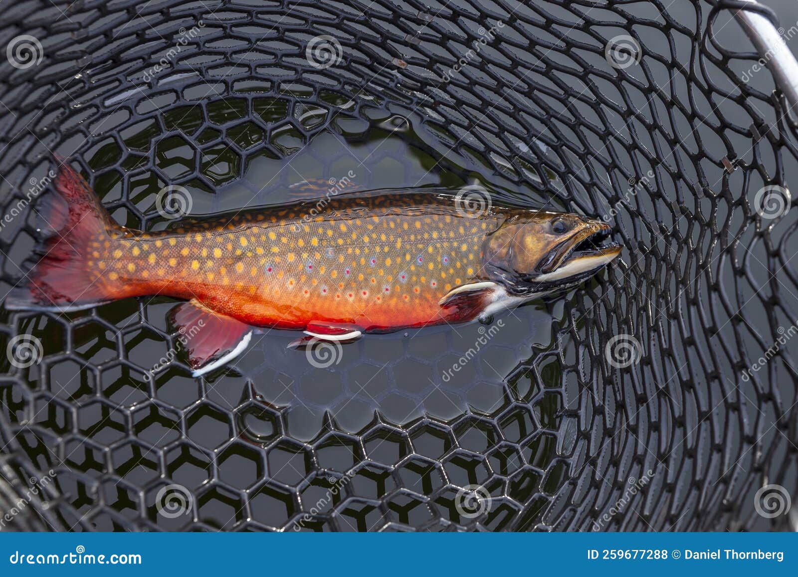 beautiful male brook trout in spawning colors full length in a landing net