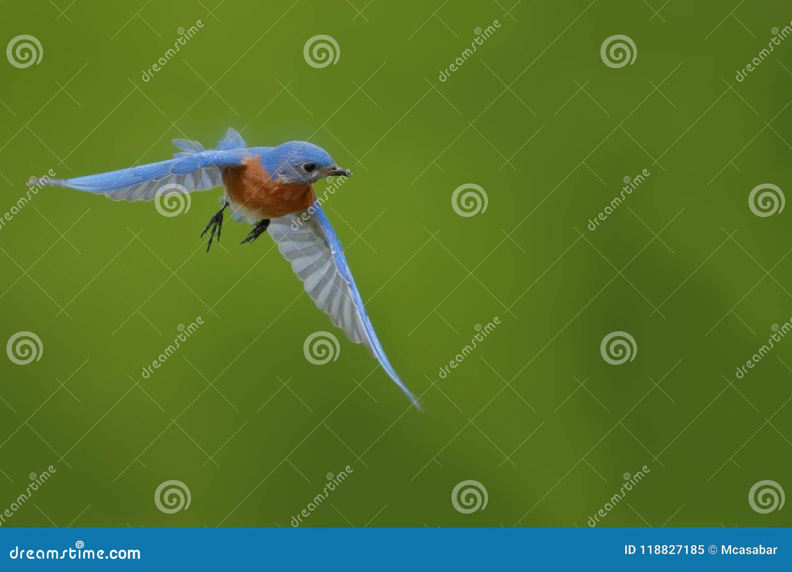 male eastern bluebird flies to nesting box