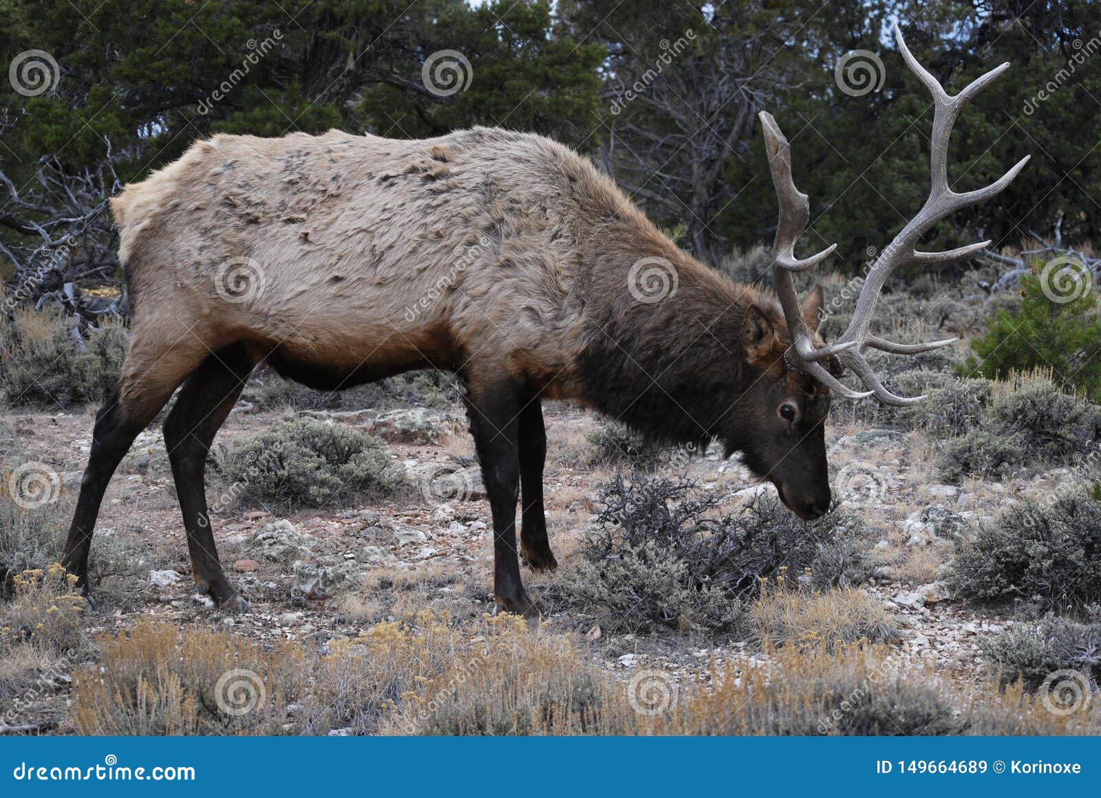 Beautiful Male Elk in the Forest Stock Image Image of green, male