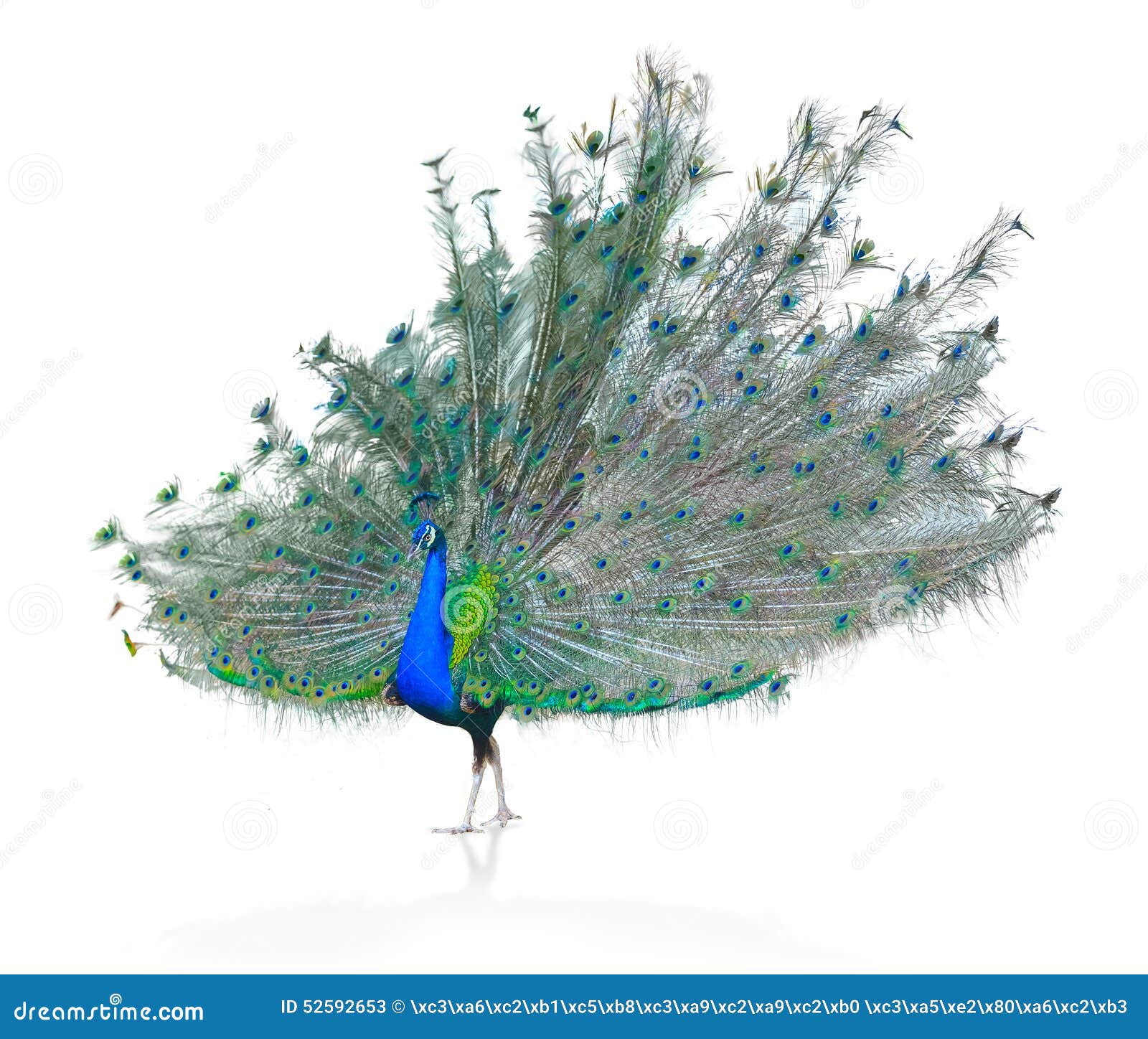 My Image 5