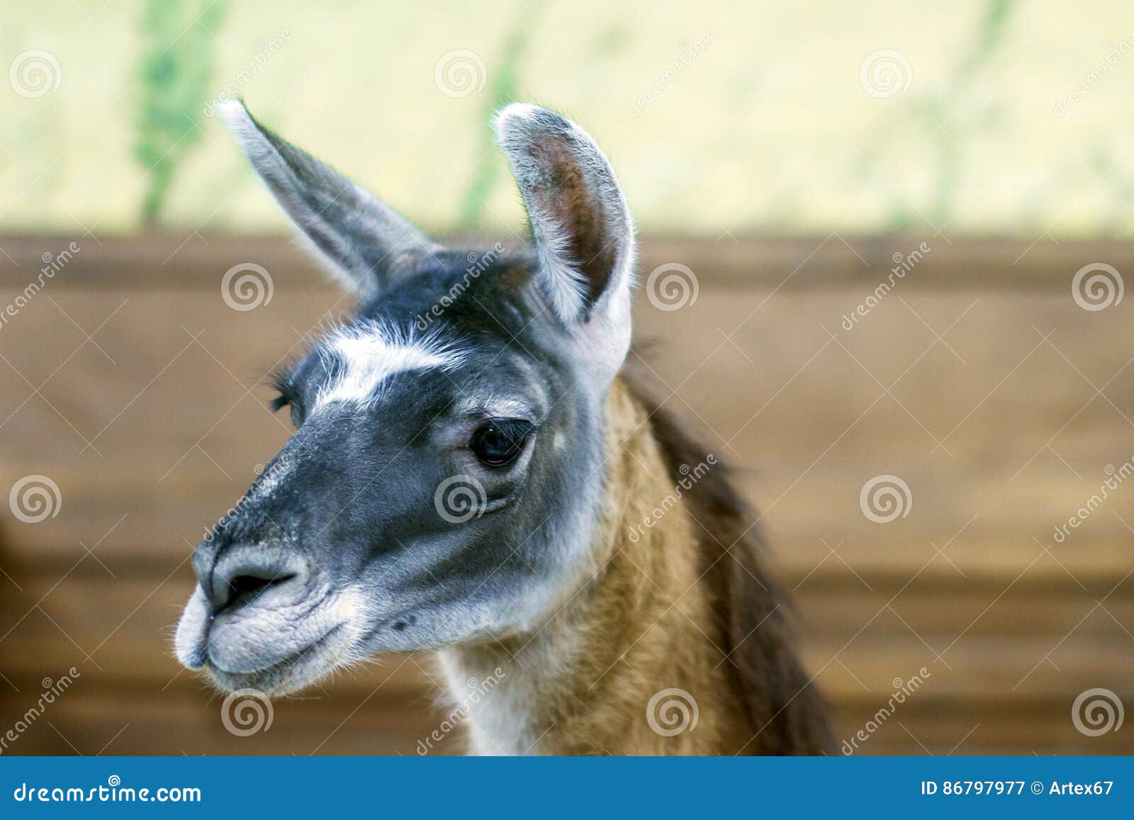 Beautiful Mammal Herbivore Lama in the Aviary Stock Image Image of