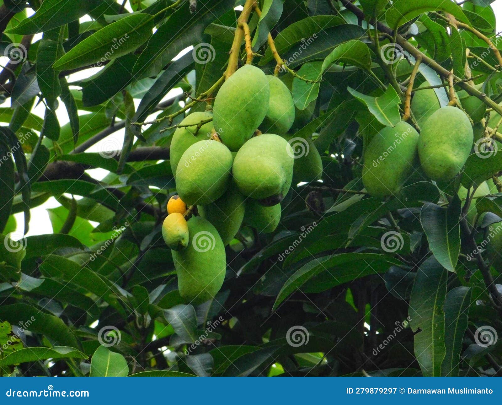 The Beautiful Mangos Fruit Hangs from the Tree Stock Image Image of