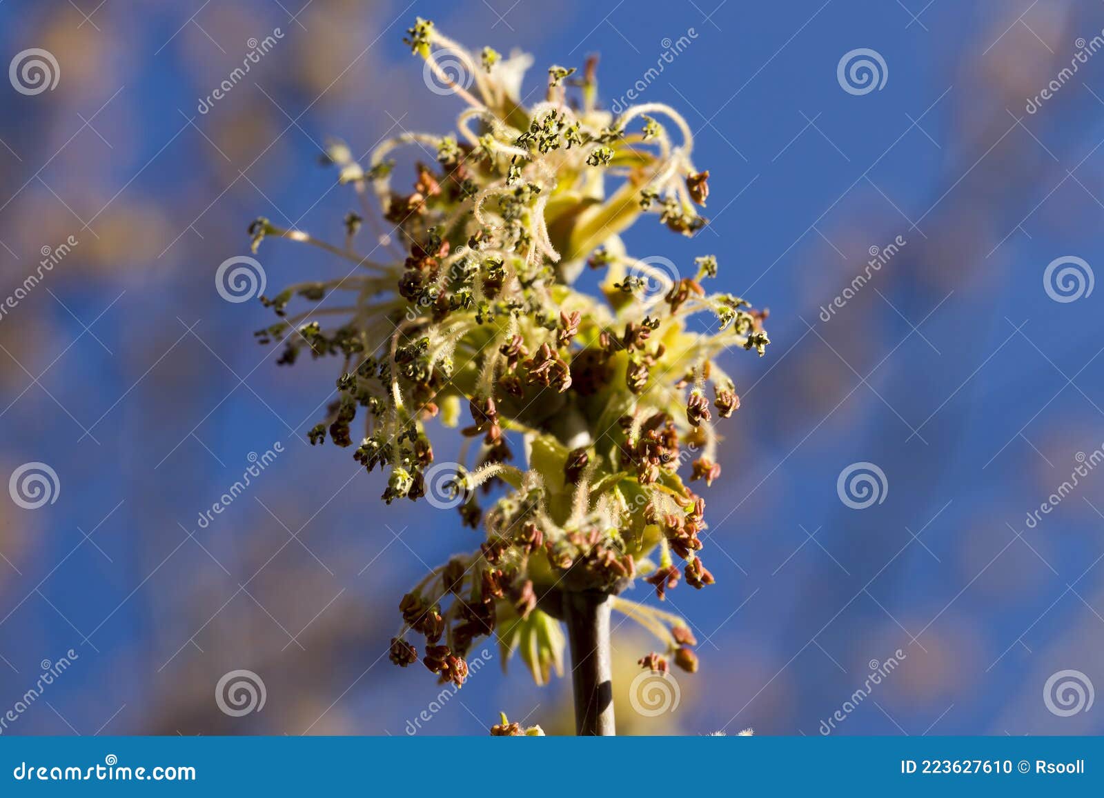Beautiful maple tree stock photo. Image of light, botany 223627610