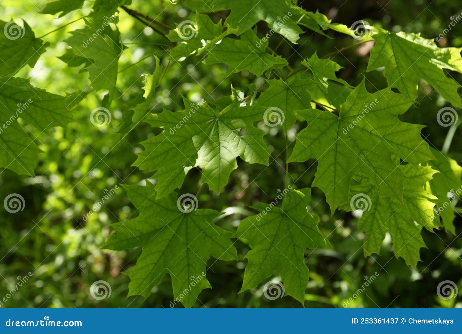 Beautiful Maple Tree with Green Leaves Outdoors, Closeup Stock Image