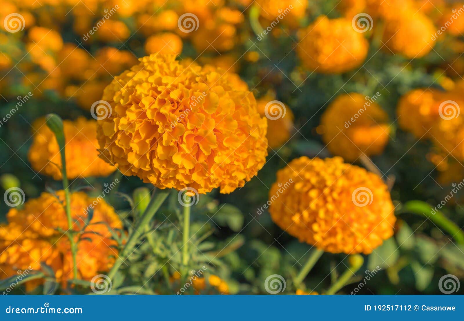 Beautiful of Marigold Flower in Beautiful Garden Stock Photo - Image of ...