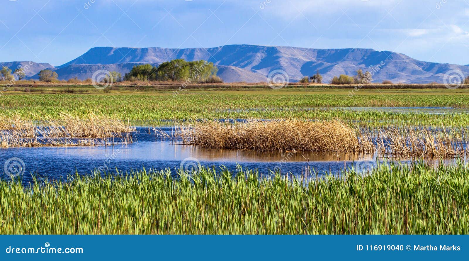 the beautiful marsh at alamosa national wildlife refuge at the edge of the rocky mountains in southern colorado