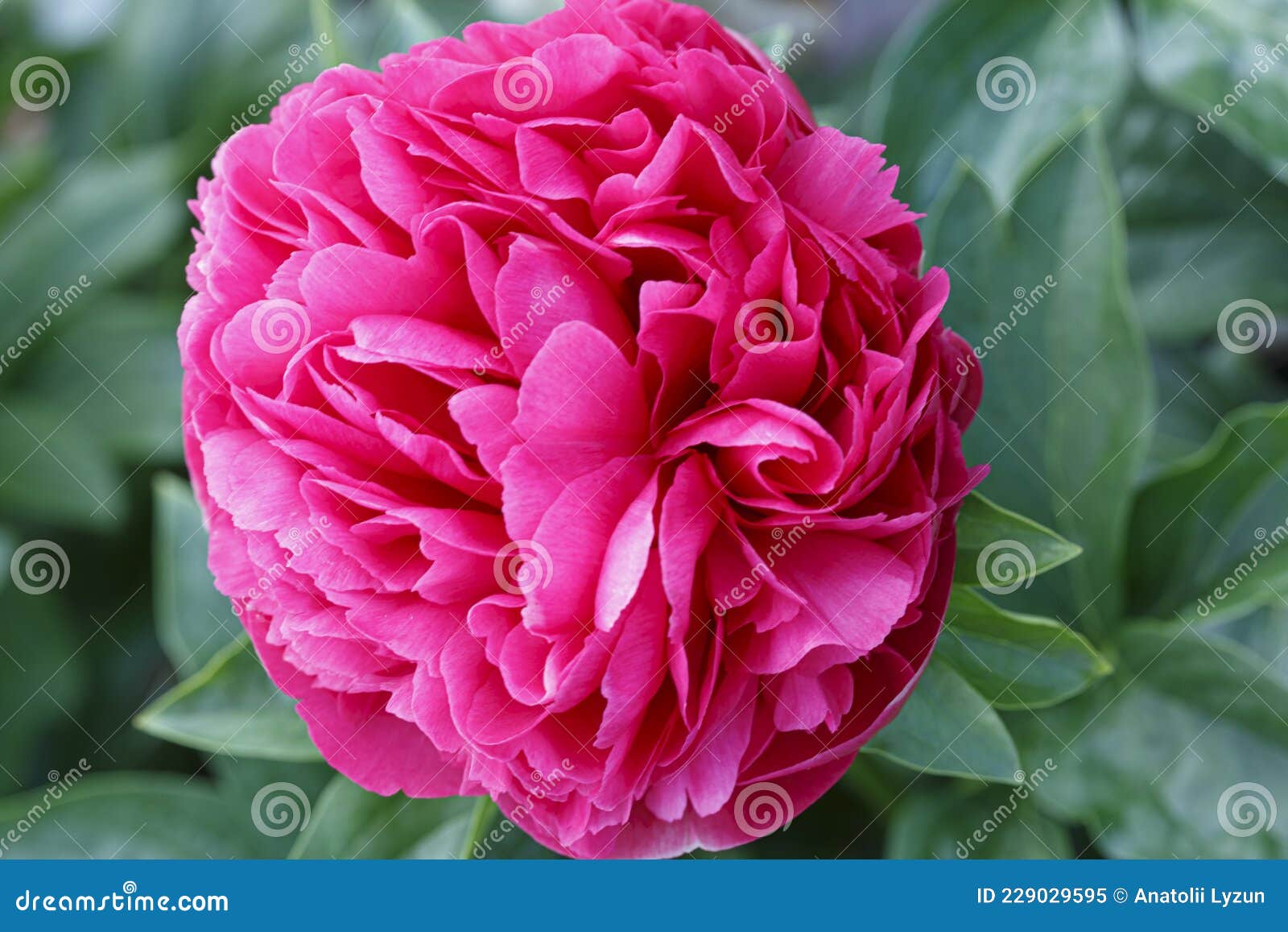 beautiful mary jo legare  pink baroque flower peony lactiflora in summer garden, close-up