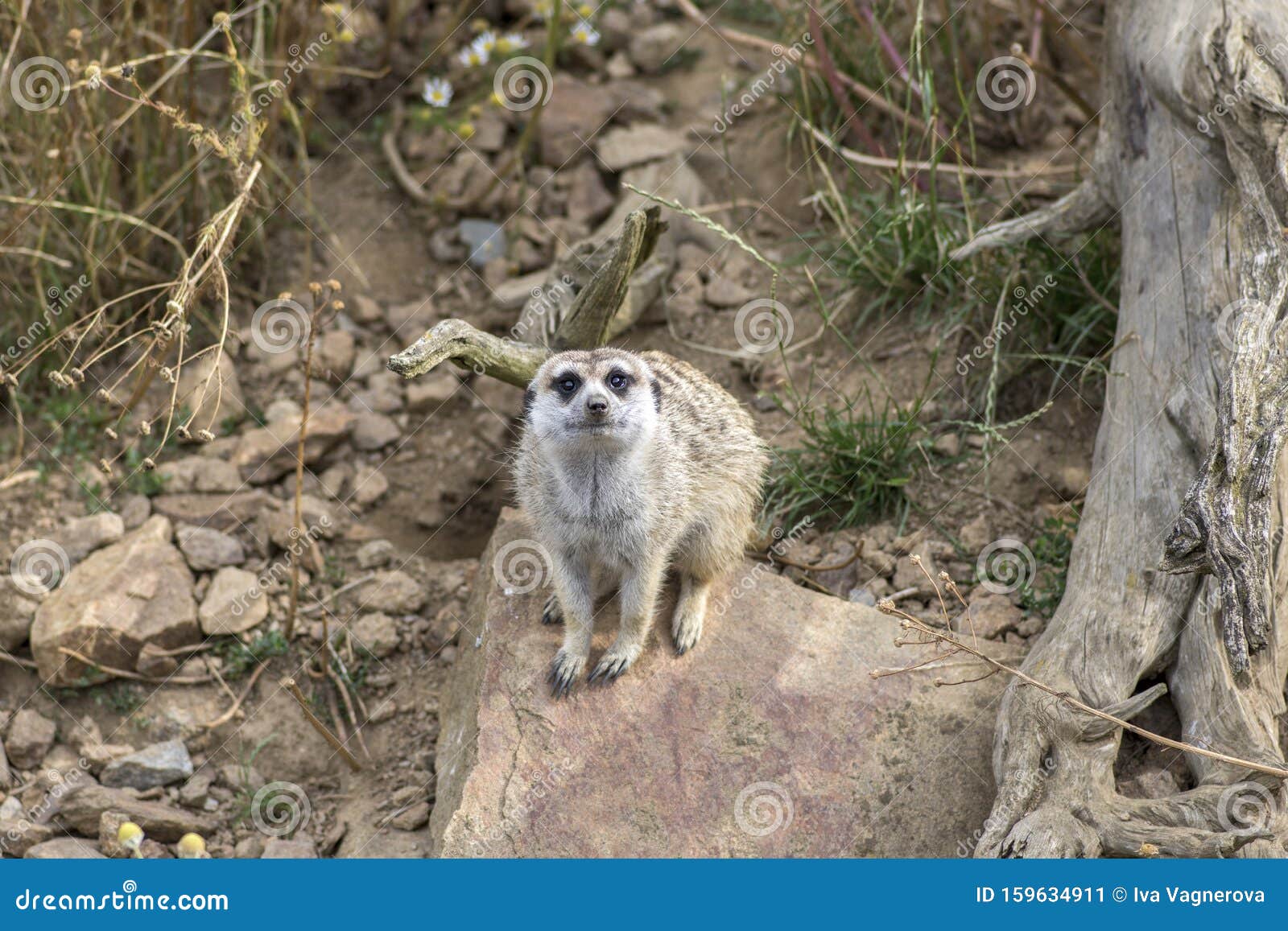 Beautiful Meerkat Watching in Sandy Area, Funny Small African Animal, Eye  Contact Stock Image - Image of closeup, joking: 159634911