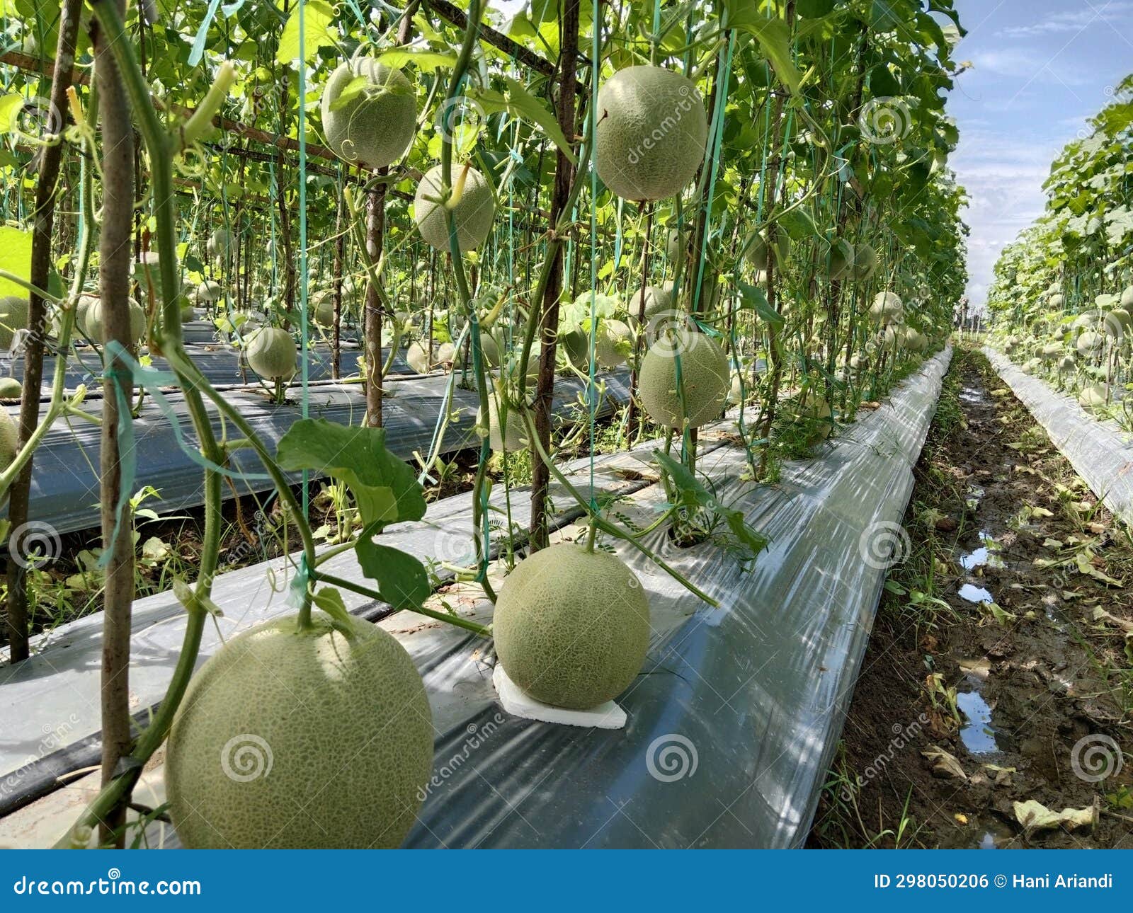 Beautiful Melon Plants Ready To Harvest Stock Photo Image of