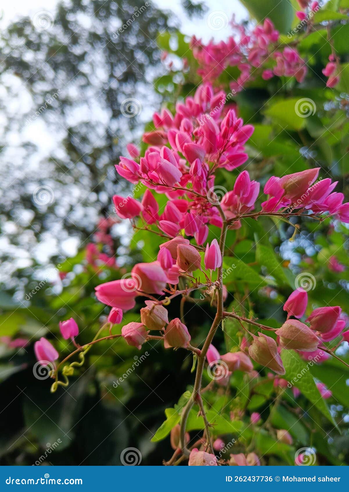 Beautiful of Mexican Creeper Rose Flowers Stock Photo Image of rose