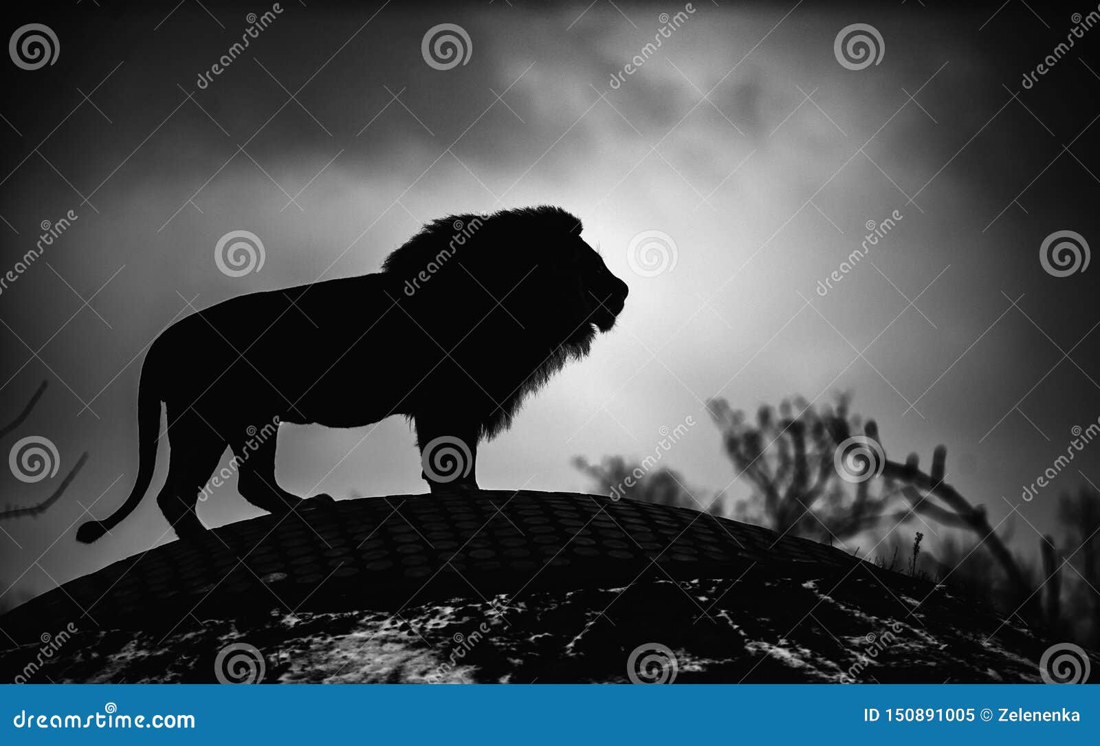 Beautiful Mighty Lion. Black and White, Dramatic Photo Stock Image ...