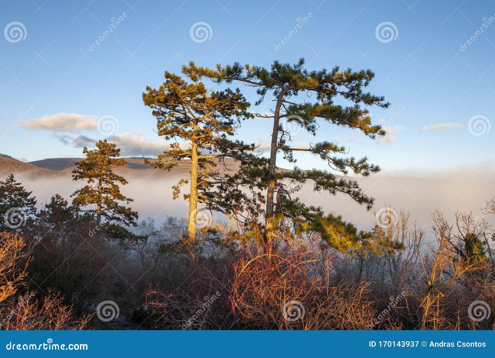 Beautiful Misty Autumn In The Forest With Pine Trees Mountains And