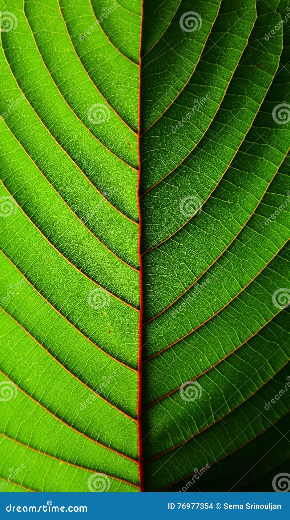 Beautiful Mitragyna Speciosa / Kratom Leaf Texture Background-closeup