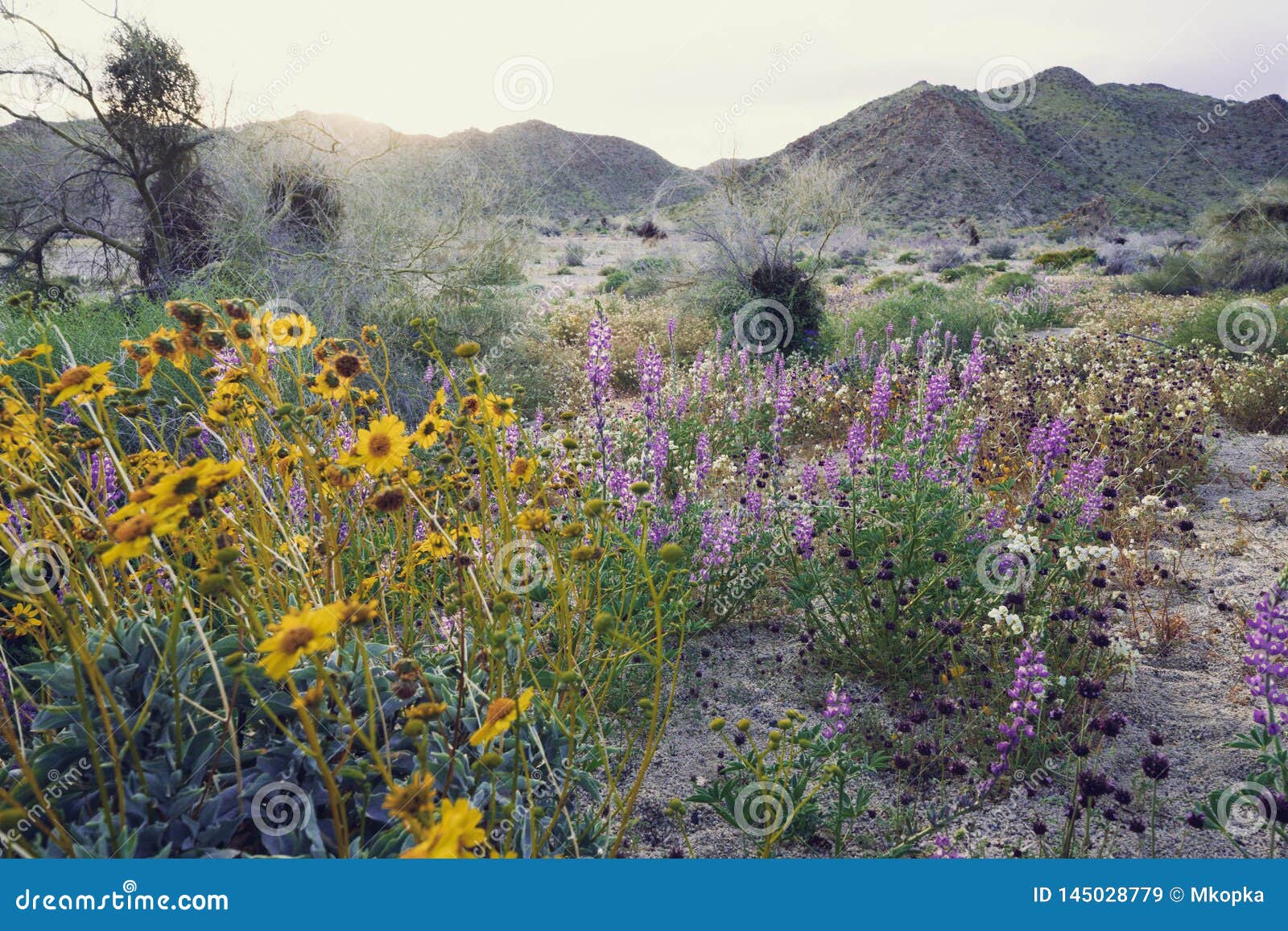 Beautiful Mixed Wildflowers In The Desert In Joshua Tree National Park During A Super Bloom Spring Season Stock Image Image Of Superbloom Space 145028779