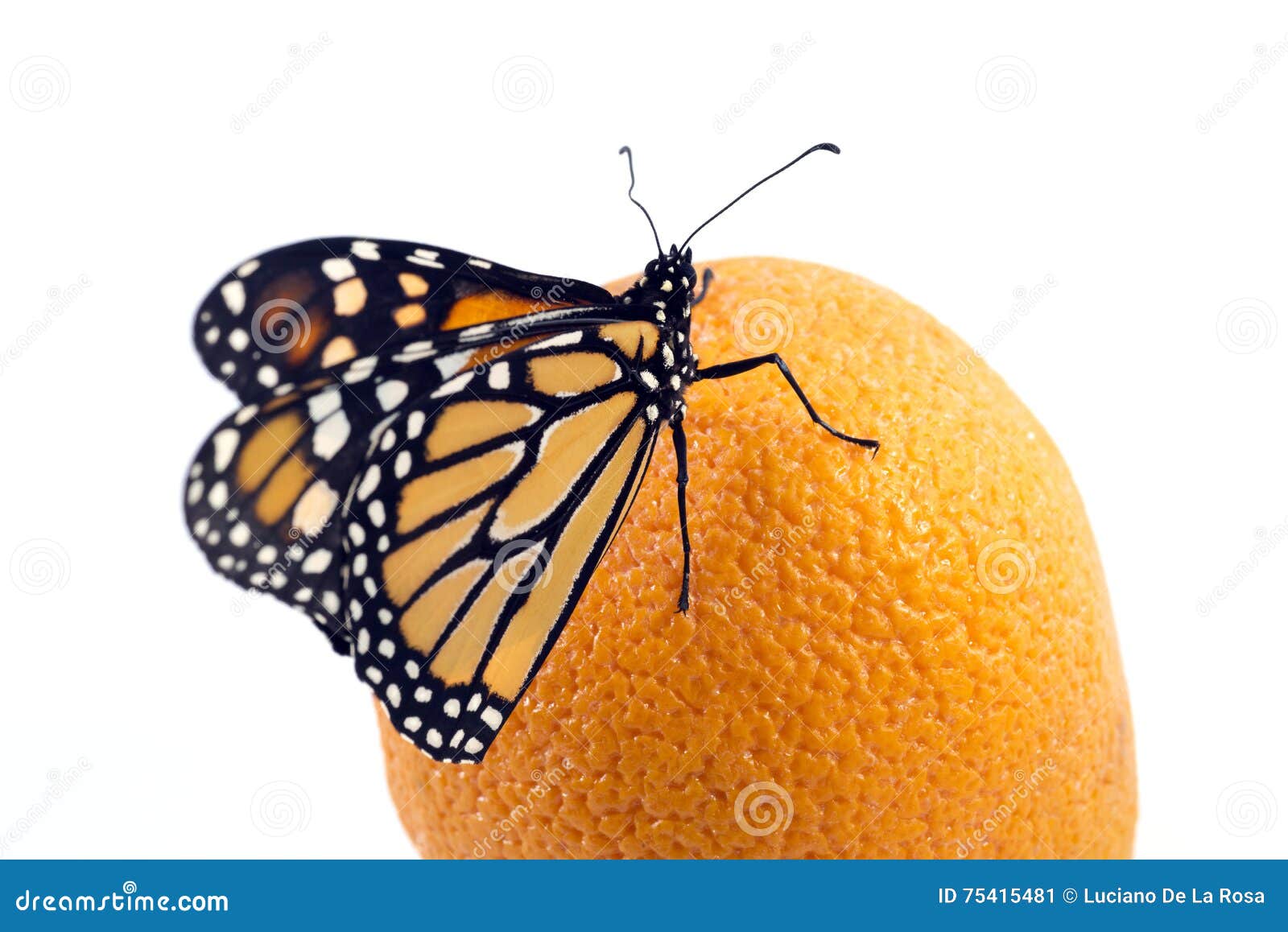 Beautiful Monarch Butterfly Perched on an Orange Stock Image - Image of ...